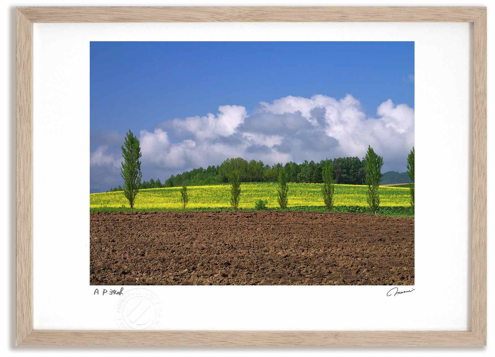 アートフォト 絵画 ポプラとキガラシ畑 高橋真澄/インテリア 額入り 額装込 風景画 油絵 ポスター アート アートパネル リビング 玄関 プレゼント モダン アートフレーム 飾る おしゃれ 壁掛け 絵