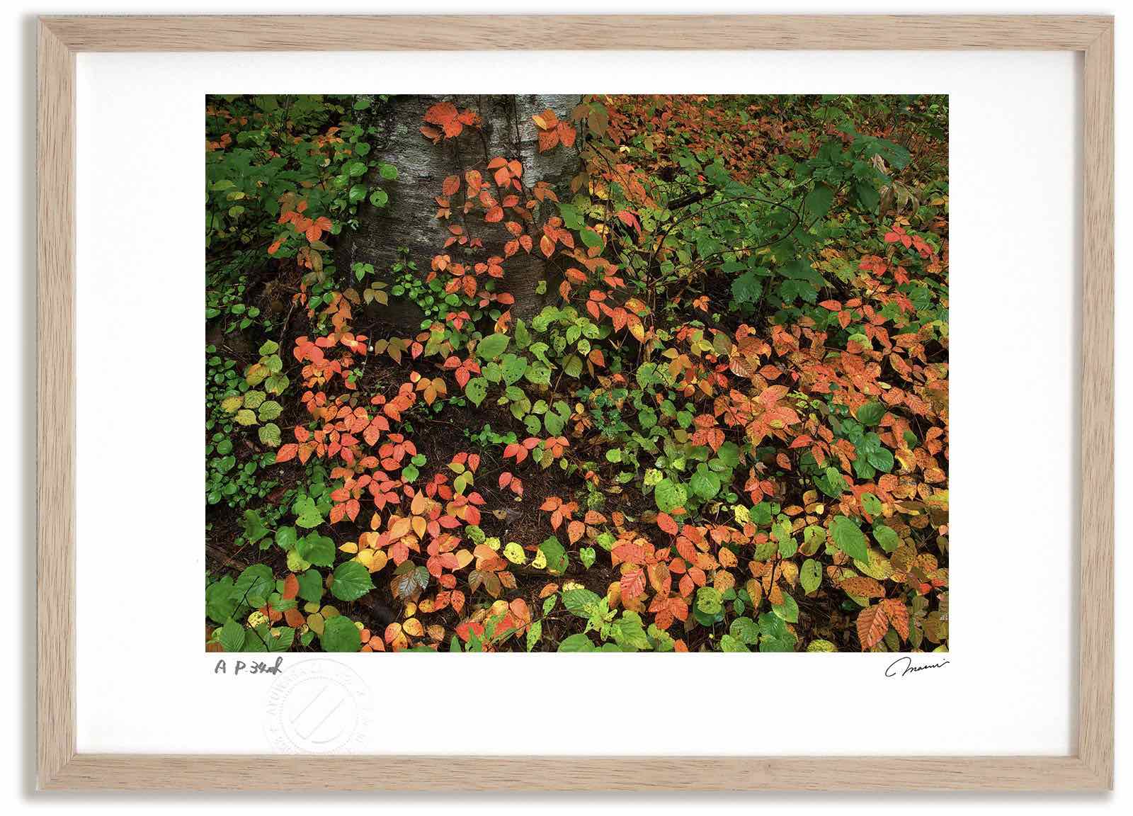 アートフォト 絵画 漆の紅葉1 高橋真澄/インテリア 額入り 額装込 風景画 油絵 ポスター アート アートパネル リビング 玄関 プレゼント モダン アートフレーム 飾る おしゃれ 壁掛け 絵
