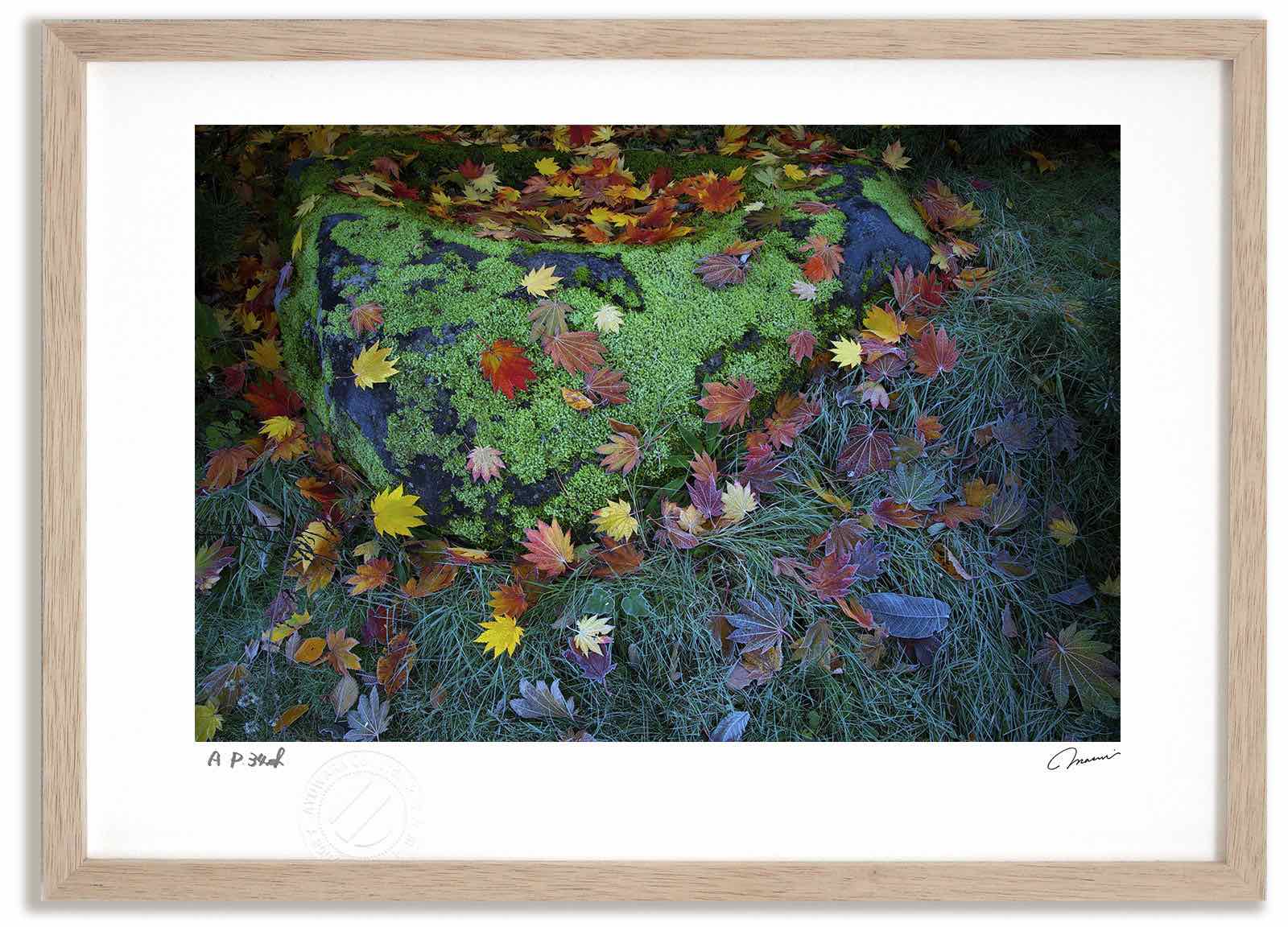 アートフォト 絵画 紅葉1 高橋真澄/インテリア 額入り 額装込 風景画 油絵 ポスター アート アートパネル リビング 玄関 プレゼント モダン アートフレーム 飾る おしゃれ 壁掛け 絵