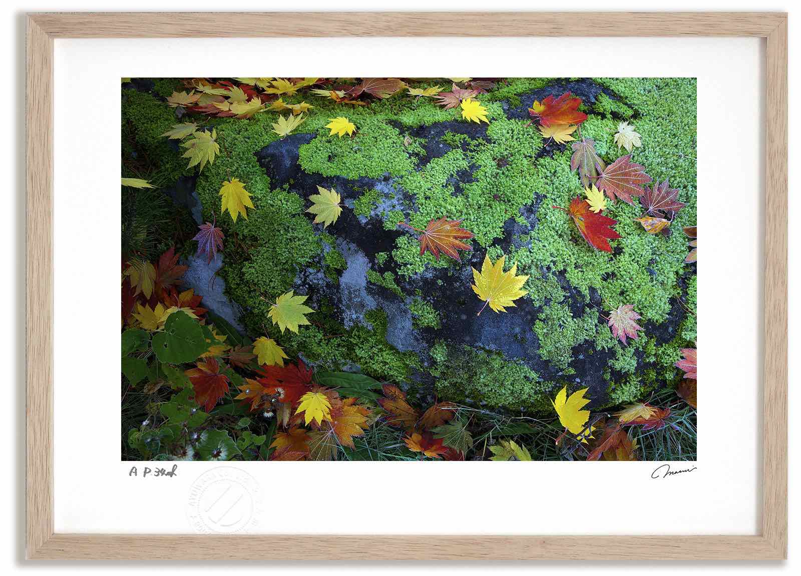 アートフォト 絵画 紅葉2 高橋真澄/インテリア 額入り 額装込 風景画 油絵 ポスター アート アートパネル リビング 玄関 プレゼント モダン アートフレーム 飾る おしゃれ 壁掛け 絵｜絵画・壁飾り　風景専門店あゆわら 15,620円