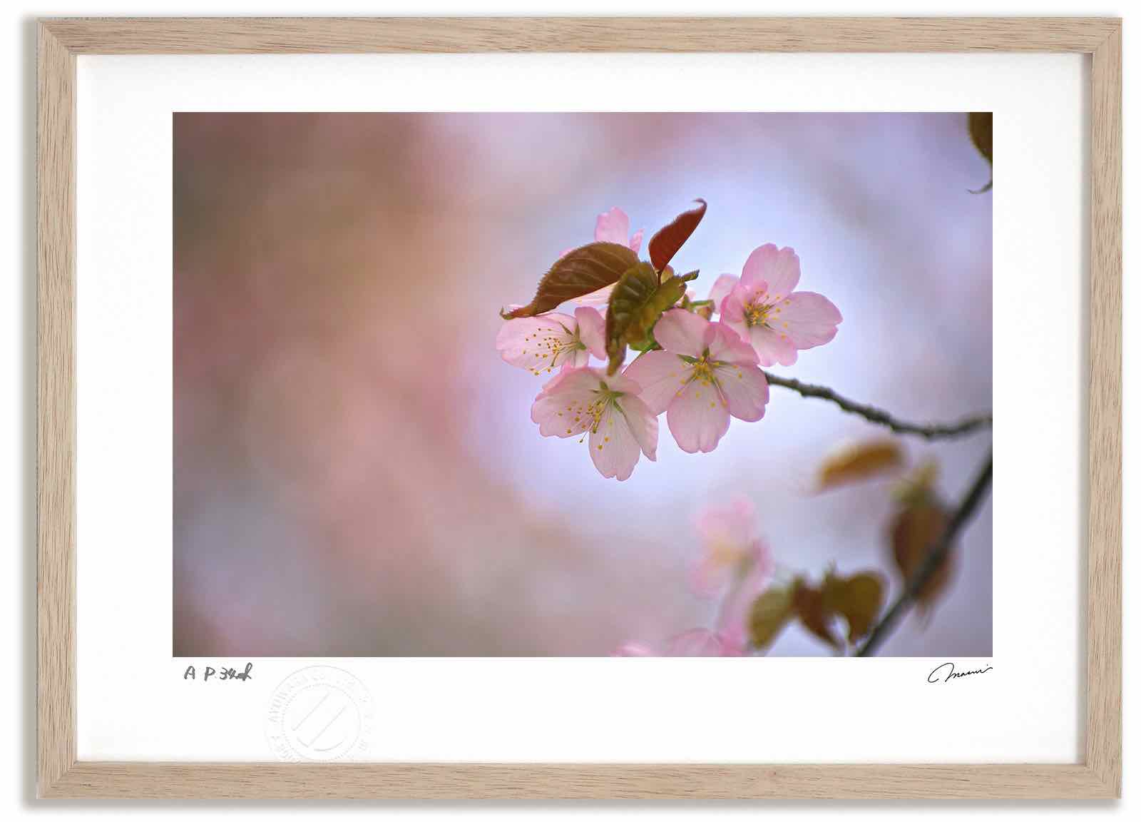 アートフォト 絵画 桜1 高橋真澄/インテリア 額入り 額装込 風景画 油絵 ポスター アート アートパネル リビング 玄関 プレゼント モダン アートフレーム 飾る おしゃれ 壁掛け 絵