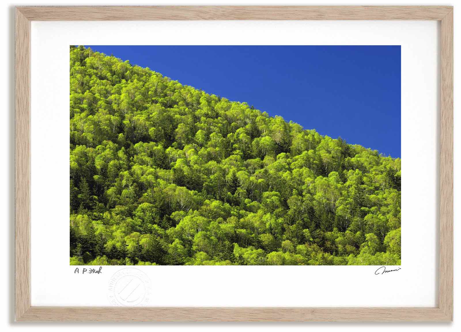 アートフォト 絵画 大雪山の新緑 高橋真澄/インテリア 額入り 額装込 風景画 油絵 ポスター アート アートパネル リビング 玄関 プレゼント モダン アートフレーム 飾る おしゃれ 壁掛け 絵|絵画・壁飾り 風景専門店あゆわら