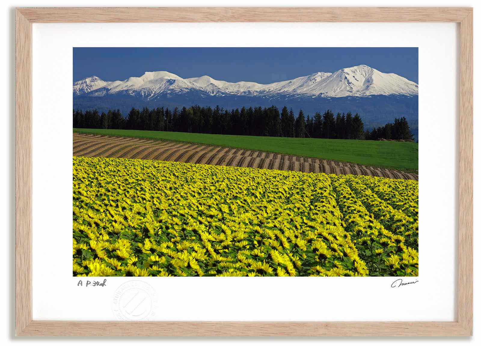 アートフォト 絵画 大雪山とヒマワリ 高橋真澄/インテリア 額入り 額装込 風景画 油絵 ポスター アート アートパネル リビング 玄関 プレゼント モダン アートフレーム 飾る おしゃれ 壁掛け 絵|絵画・壁飾り 風景専門店あゆわら