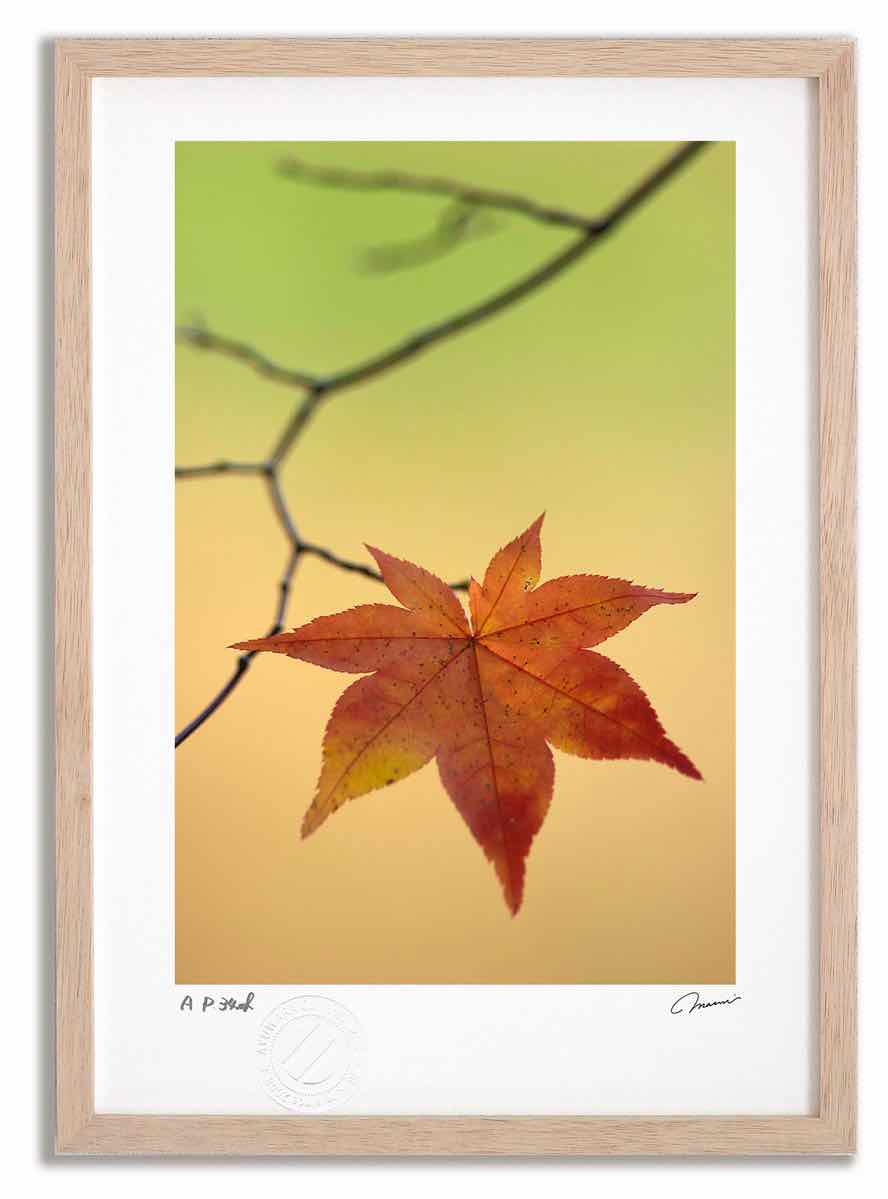 アートフォト 絵画 紅葉11 高橋真澄/インテリア 額入り 額装込 風景画 油絵 ポスター アート アートパネル リビング 玄関 プレゼント モダン アートフレーム 飾る おしゃれ 壁掛け 絵|絵画・壁飾り 風景専門店あゆわら