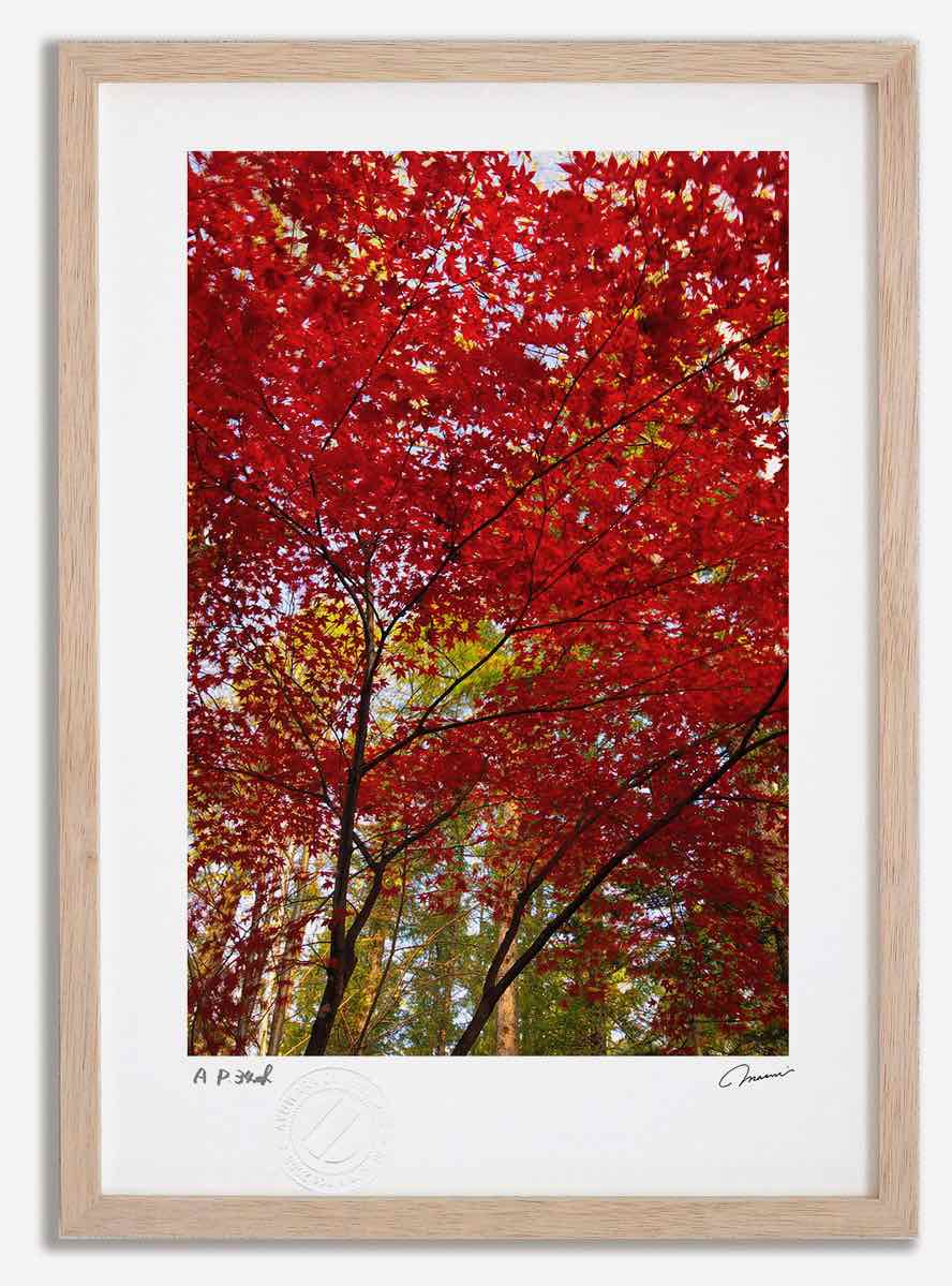 楽天市場】絵画 油絵 額入り油彩 手描き いちょう並木 朝隈敏彦 風景画