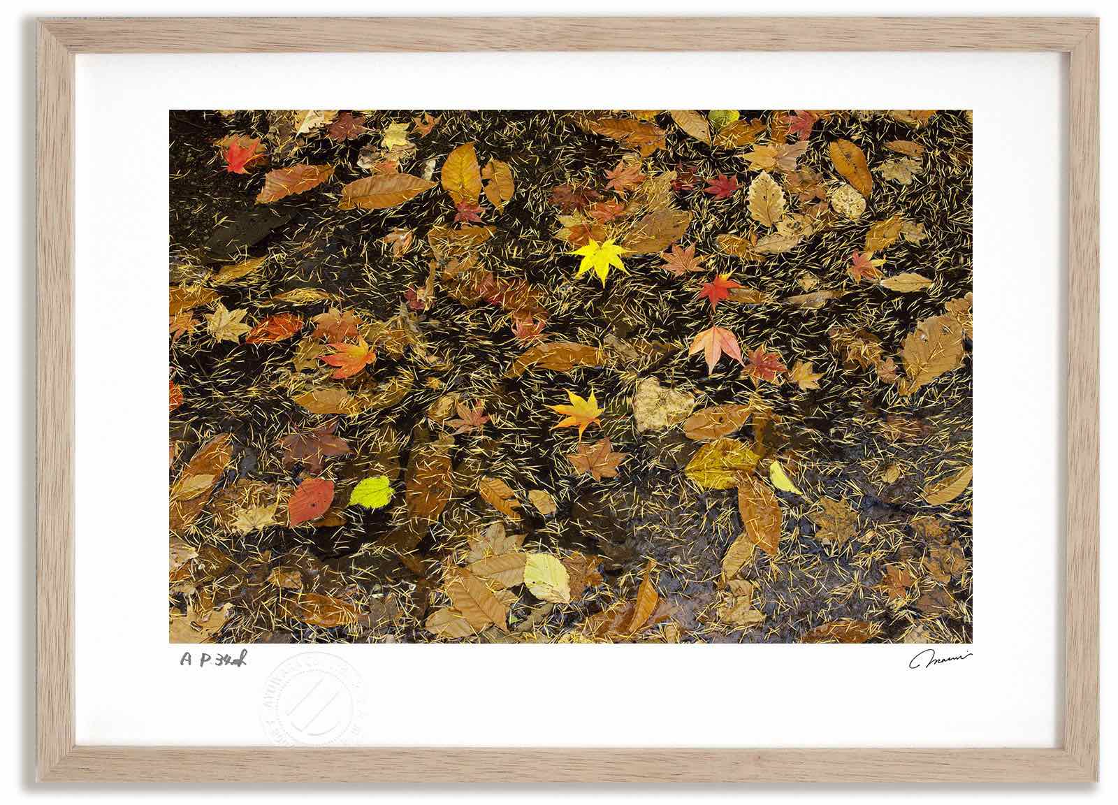 アートフォト 絵画 松葉と紅葉1 高橋真澄/インテリア 額入り 額装込 風景画 油絵 ポスター アート アートパネル リビング 玄関 プレゼント モダン アートフレーム 飾る おしゃれ 壁掛け 絵｜絵画・壁飾り　風景専門店あゆわら