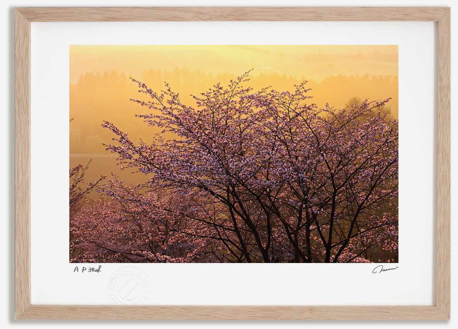 アートフォト 絵画 日の出の桜1 高橋真澄/インテリア 額入り 額装込 風景画 油絵 ポスター アート アートパネル リビング 玄関 プレゼント モダン アートフレーム 飾る おしゃれ 壁掛け 絵|絵画・壁飾り 風景専門店あゆわら