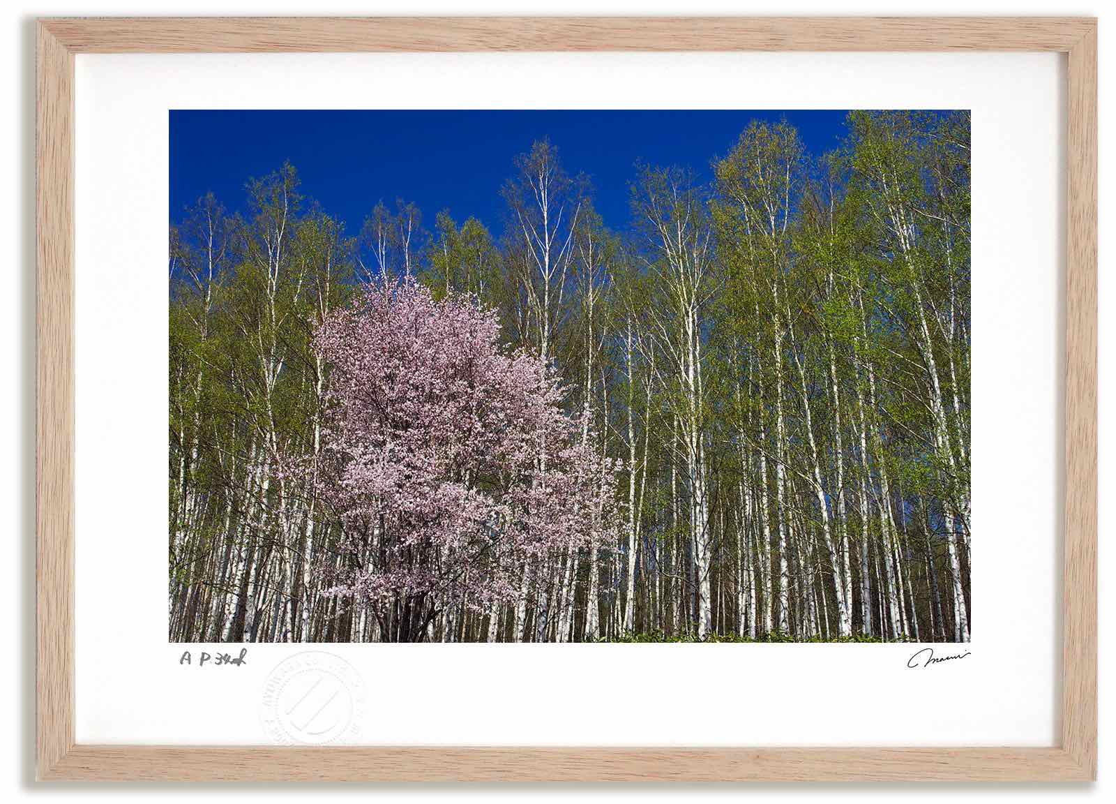 アートフォト 絵画 桜4/中富良野町 高橋真澄/インテリア 額入り 額装込 風景画 油絵 ポスター アート アートパネル リビング 玄関 プレゼント モダン アートフレーム 飾る おしゃれ 壁掛け 絵｜絵画・壁飾り　風景専門店あゆわら 16,280円