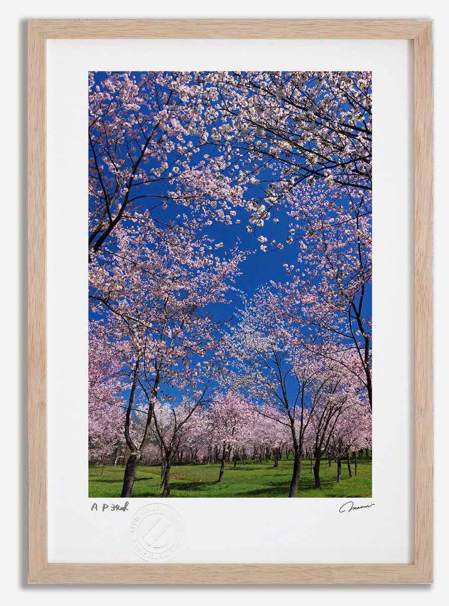 最大100%ポイントバック！限定抽選 アートフォト 絵画 桜5 高橋真澄/インテリア 額入り 額装込 風景画 油絵 ポスター アート アートパネル リビング 玄関 プレゼント モダン アートフレーム 飾る おしゃれ 壁掛け 絵