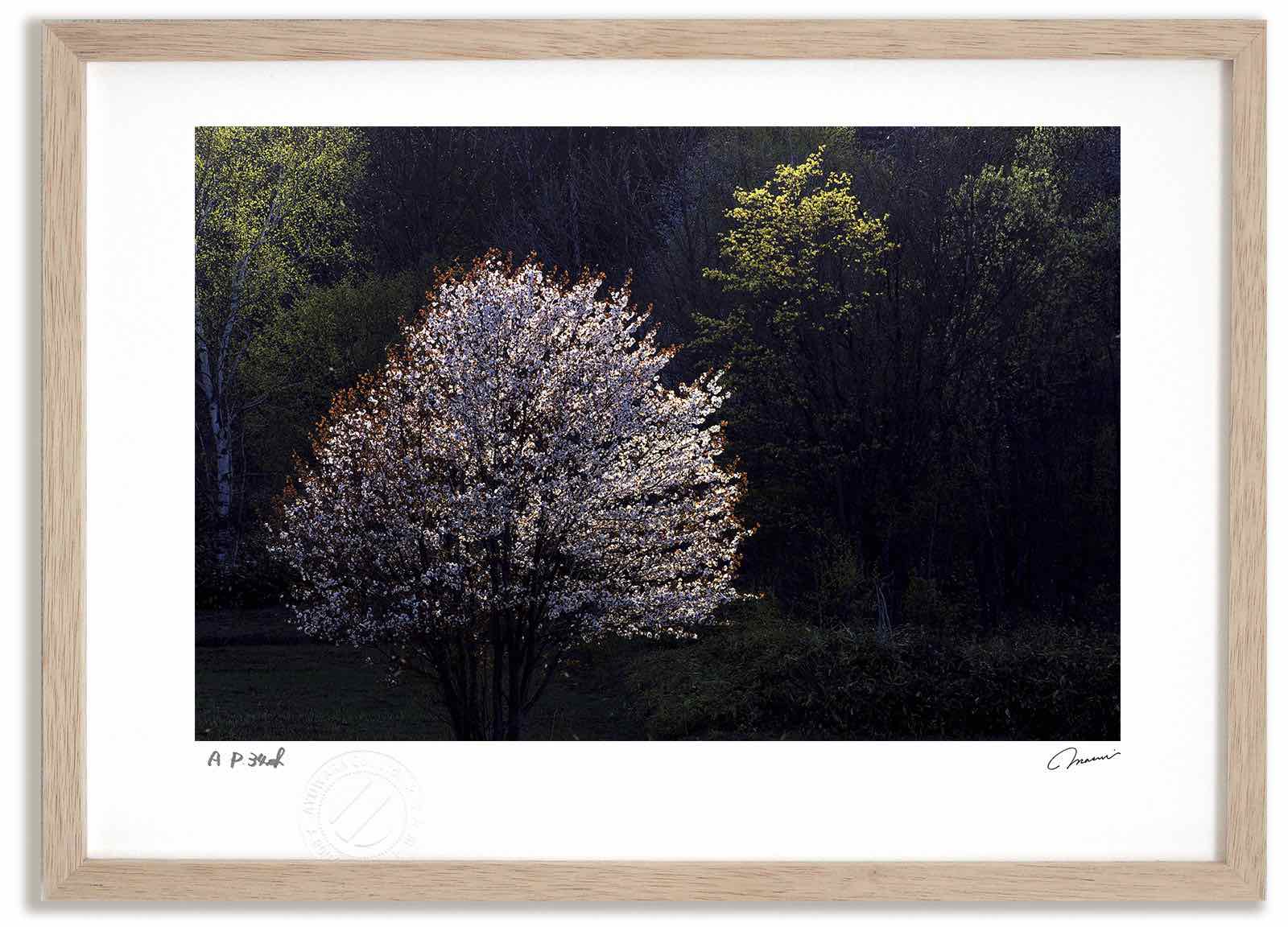 アートフォト 絵画 新緑と桜2 高橋真澄/インテリア 額入り 額装込 風景画 油絵 ポスター アート アートパネル リビング 玄関 プレゼント モダン アートフレーム 飾る おしゃれ 壁掛け 絵