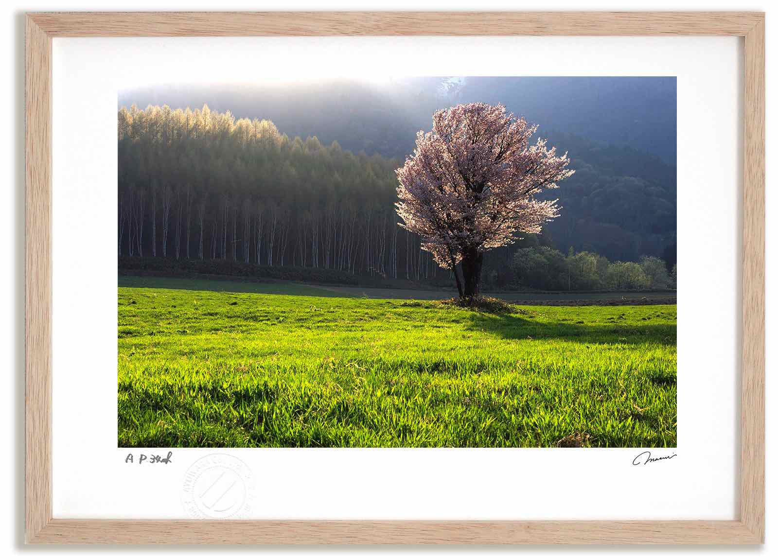 アートフォト 絵画 新緑と桜3 高橋真澄/インテリア 額入り 額装込 風景画 油絵 ポスター アート アートパネル リビング 玄関 プレゼント モダン アートフレーム 飾る おしゃれ 壁掛け 絵|絵画・壁飾り 風景専門店あゆわら