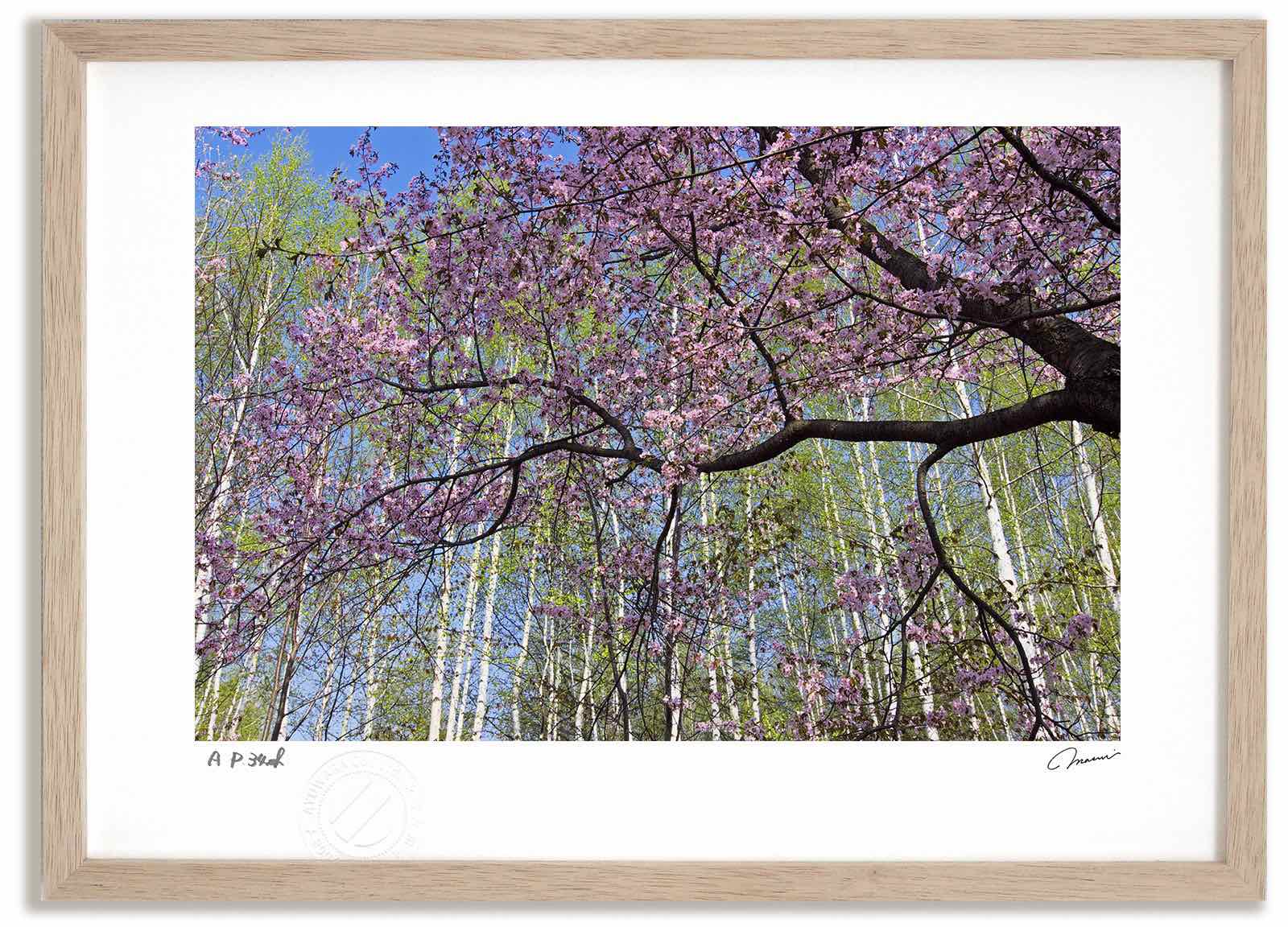 アートフォト 絵画 白樺の新緑と桜4 高橋真澄/インテリア 額入り 額装込 風景画 油絵 ポスター アート アートパネル リビング 玄関 プレゼント モダン アートフレーム 飾る おしゃれ 壁掛け 絵｜絵画・壁飾り　風景専門店あゆわら