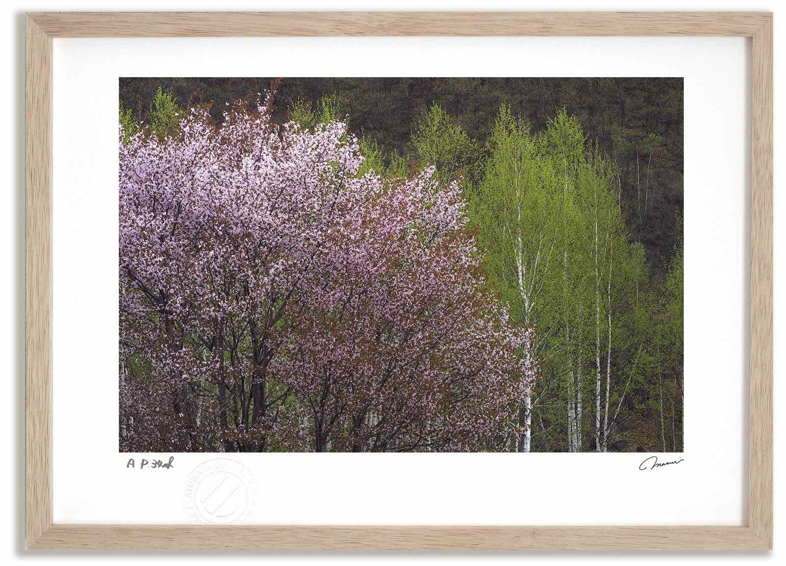 アートフォト 絵画 白樺の新緑と桜5 高橋真澄/インテリア 額入り 額装込 風景画 油絵 ポスター アート アートパネル リビング 玄関 プレゼント モダン アートフレーム 飾る おしゃれ 壁掛け 絵|絵画・壁飾り 風景専門店あゆわら