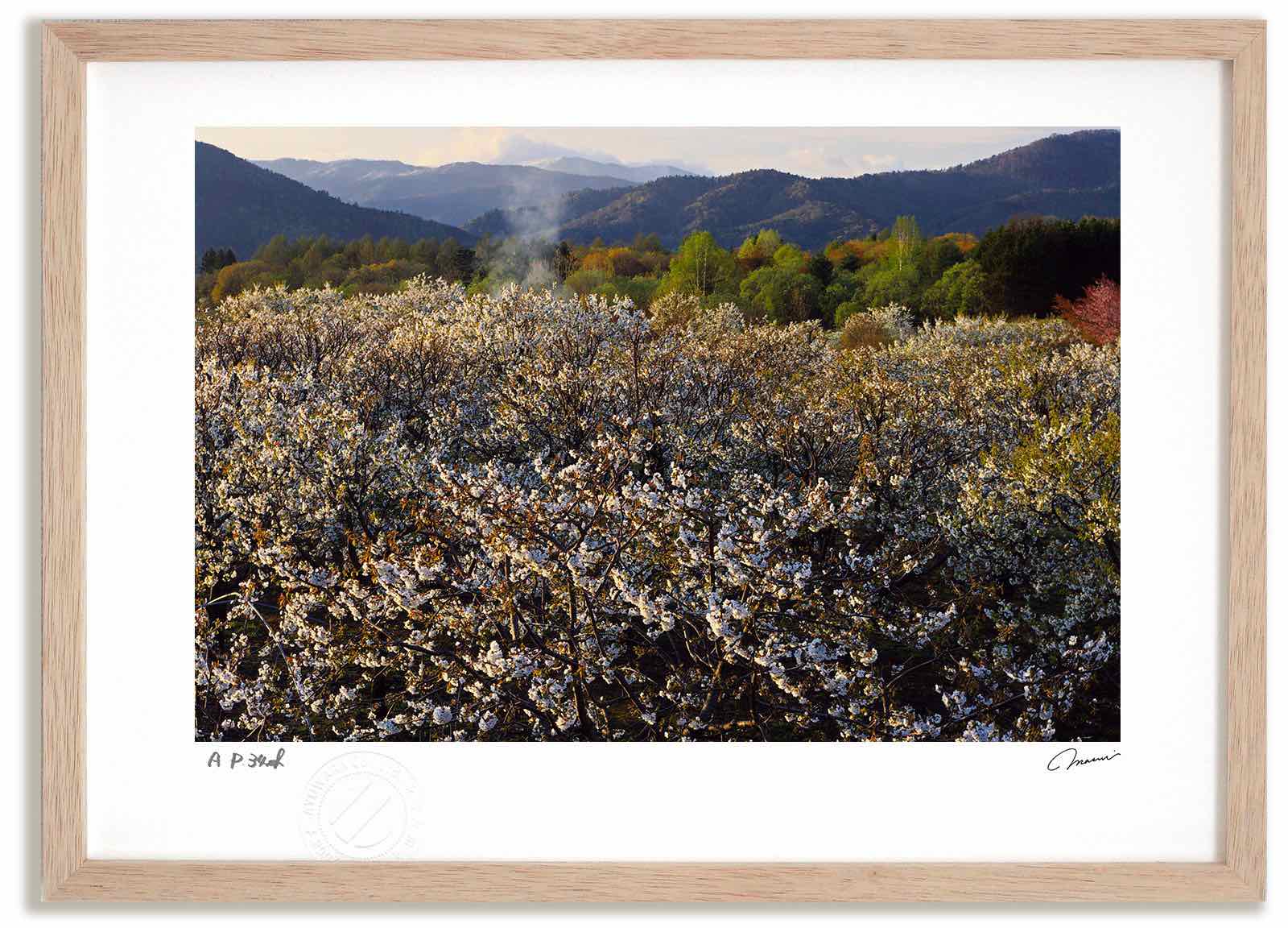 アートフォト 絵画 サクランボの花 高橋真澄/インテリア 額入り 額装込 風景画 油絵 ポスター アート アートパネル リビング 玄関 プレゼント モダン アートフレーム 飾る おしゃれ 壁掛け 絵 4,620円