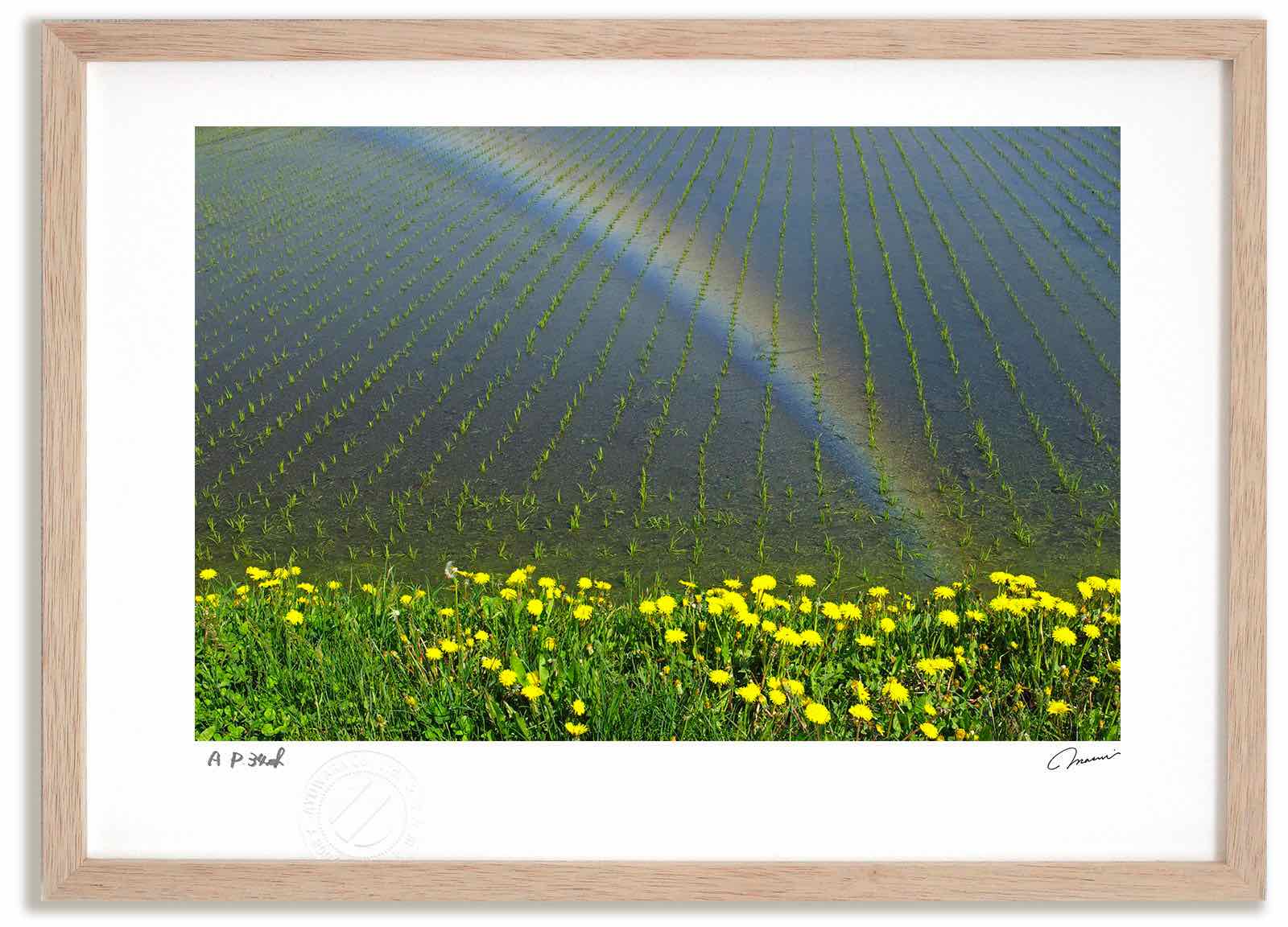 アートフォト 絵画 田んぼの虹2 高橋真澄/インテリア 額入り 額装込 風景画 油絵 ポスター アート アートパネル リビング 玄関 プレゼント モダン アートフレーム 飾る おしゃれ 壁掛け 絵