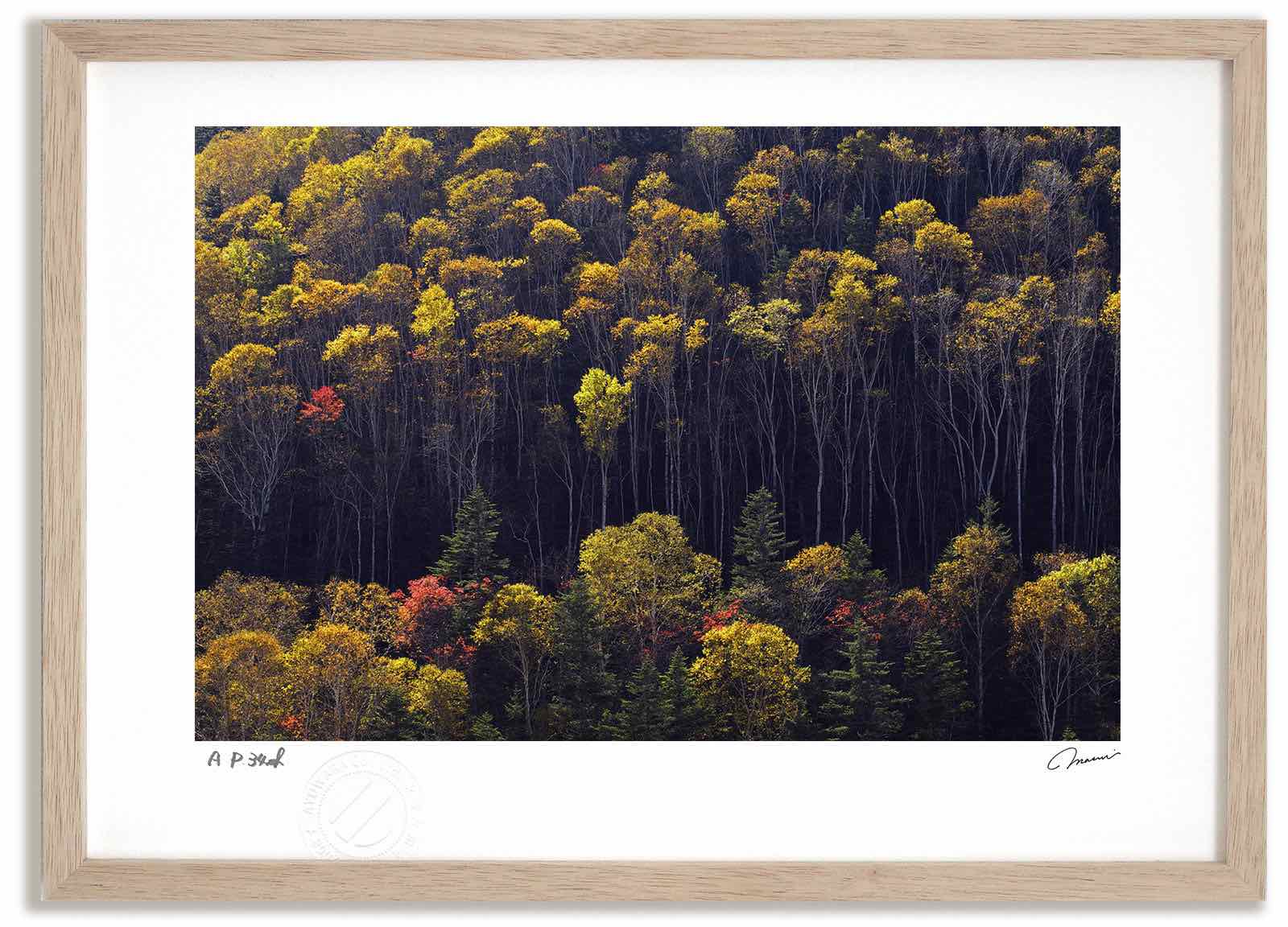 アートフォト 絵画 大雪山の紅葉5 高橋真澄/インテリア 額入り 額装込 風景画 油絵 ポスター アート アートパネル リビング 玄関 プレゼント モダン アートフレーム 飾る おしゃれ 壁掛け 絵｜絵画・壁飾り　風景専門店あゆわら