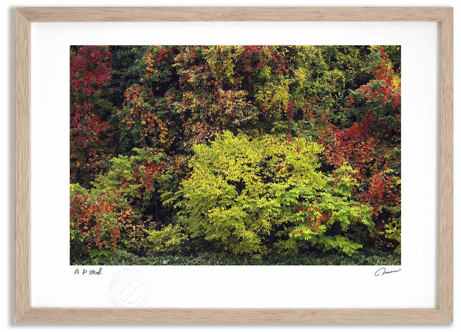 アートフォト 絵画 紅葉14 高橋真澄/インテリア 額入り 額装込 風景画 油絵 ポスター アート アートパネル リビング 玄関 プレゼント モダン アートフレーム 飾る おしゃれ 壁掛け 絵｜絵画・壁飾り　風景専門店あゆわら