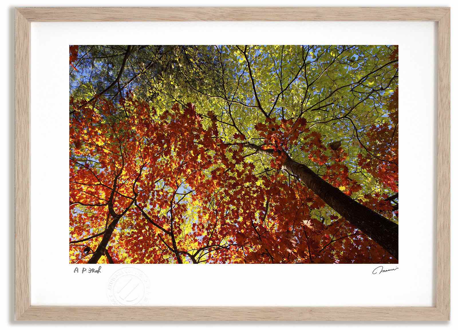 アートフォト 絵画 紅葉と白樺の紅葉/中富良野町 高橋真澄/インテリア 額入り 額装込 風景画 油絵 ポスター アート アートパネル リビング 玄関 プレゼント モダン アートフレーム 飾る おしゃれ 壁掛け 絵|絵画・壁飾り 風景専門店あゆわら