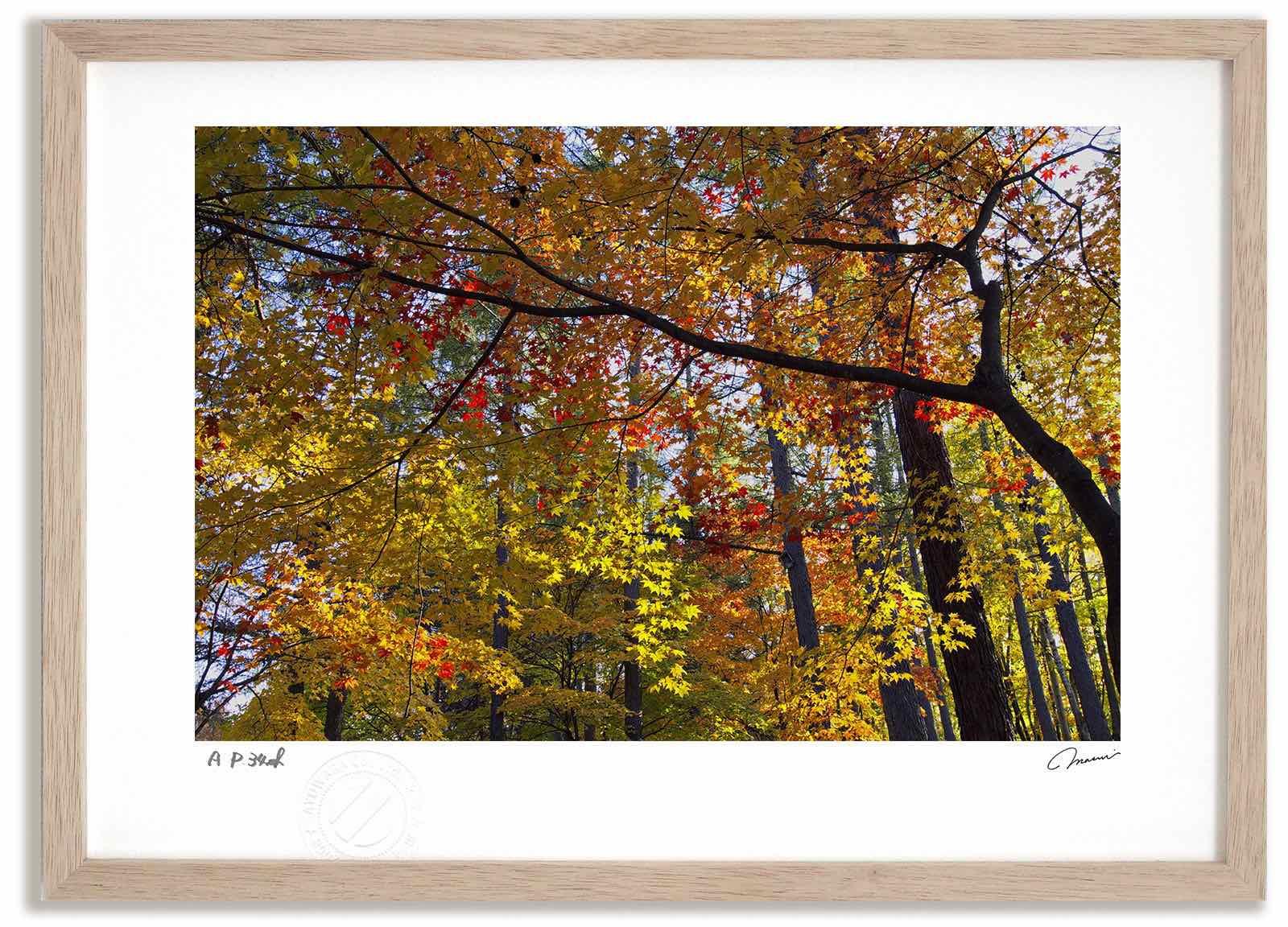 アートフォト 絵画 紅葉17 高橋真澄/インテリア 額入り 額装込 風景画 油絵 ポスター アート アートパネル リビング 玄関 プレゼント モダン アートフレーム 飾る おしゃれ 壁掛け 絵|絵画・壁飾り 風景専門店あゆわら