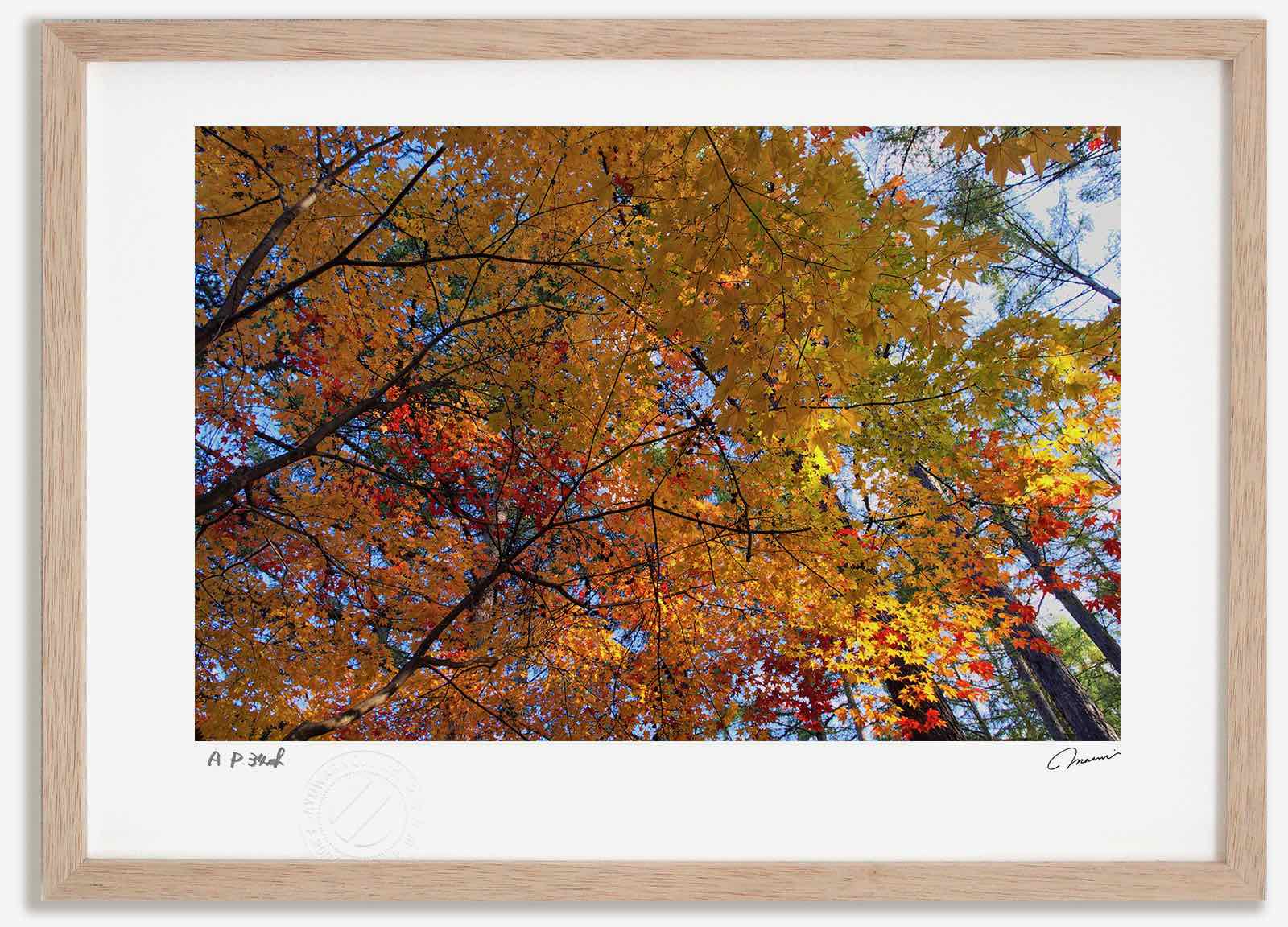 アートフォト 絵画 紅葉18 高橋真澄/インテリア 額入り 額装込 風景画 油絵 ポスター アート アートパネル リビング 玄関 プレゼント モダン アートフレーム 飾る おしゃれ 壁掛け 絵|絵画・壁飾り 風景専門店あゆわら