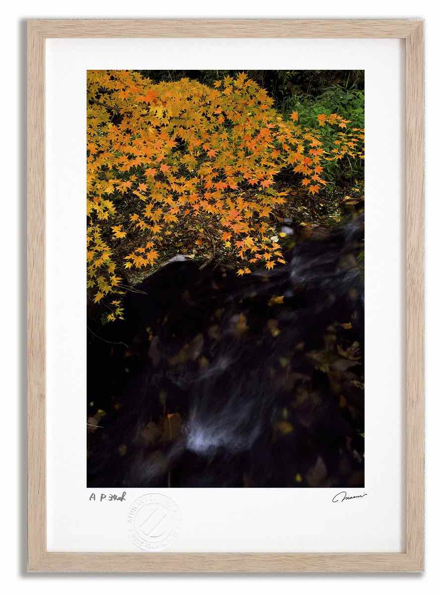 アートフォト 絵画 紅葉21 高橋真澄/インテリア 額入り 額装込 風景画 油絵 ポスター アート アートパネル リビング 玄関 プレゼント モダン アートフレーム 飾る おしゃれ 壁掛け 絵