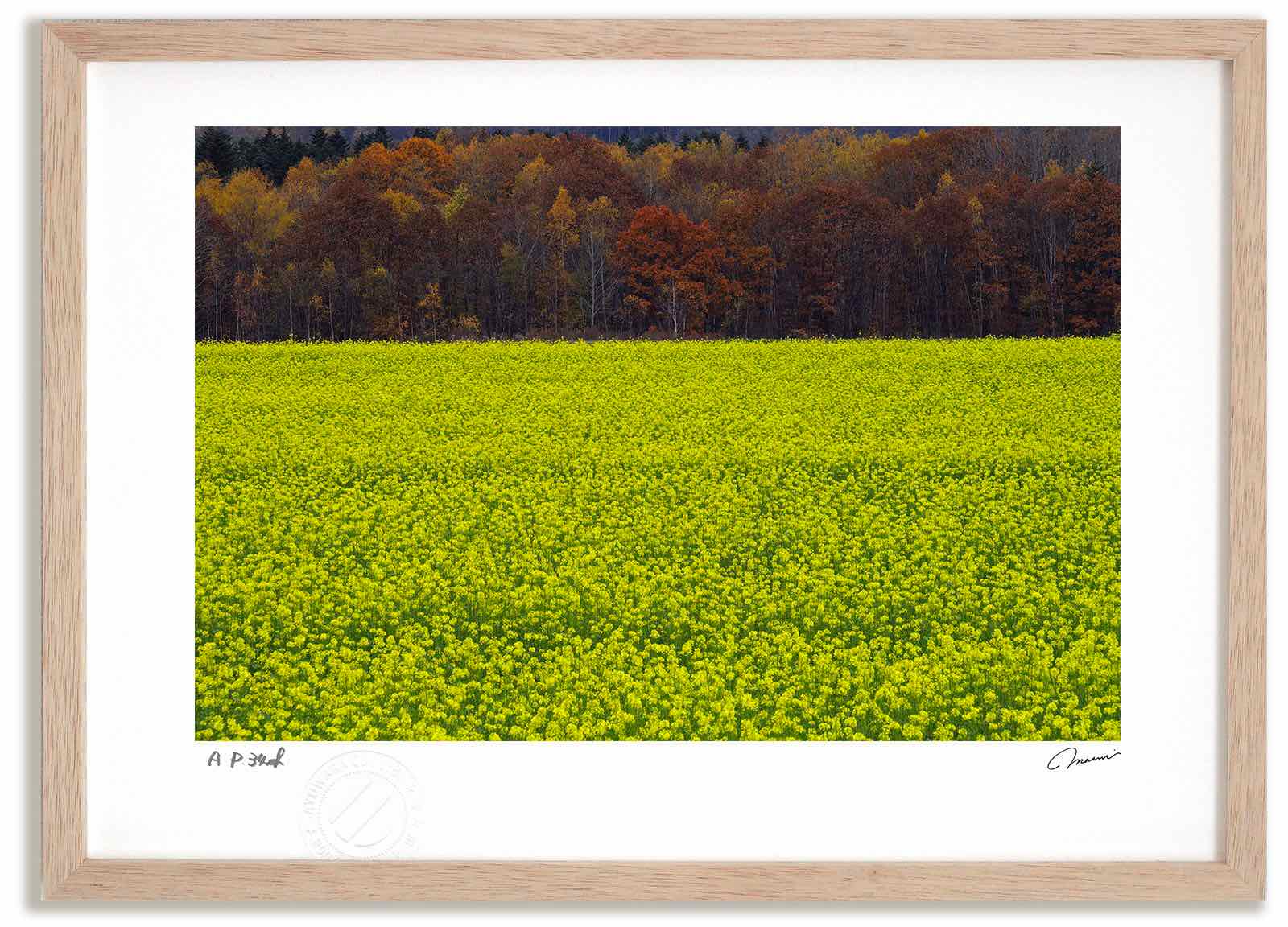 アートフォト 絵画 秋のキガラシ畑 高橋真澄/インテリア 額入り 額装込 風景画 油絵 ポスター アート アートパネル リビング 玄関 プレゼント モダン アートフレーム 飾る おしゃれ 壁掛け 絵｜絵画・壁飾り　風景専門店あゆわら