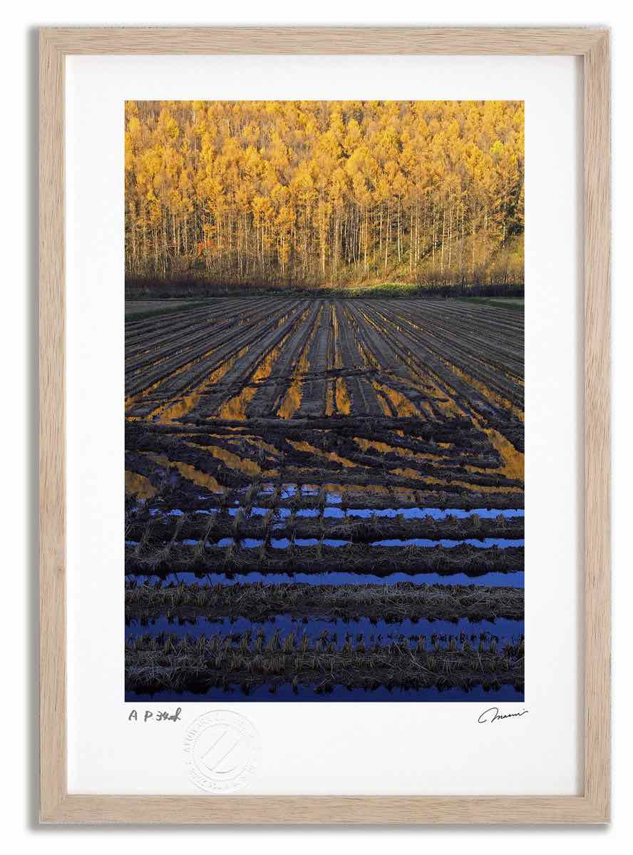アートフォト 絵画 カラマツの紅葉と田んぼ1 高橋真澄/インテリア 額入り 額装込 風景画 油絵 ポスター アート アートパネル リビング 玄関 プレゼント モダン アートフレーム 飾る おしゃれ 壁掛け 絵
