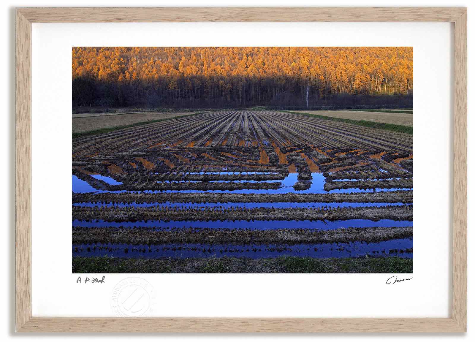アートフォト 絵画 カラマツの紅葉と田んぼ2 高橋真澄/インテリア 額入り 額装込 風景画 油絵 ポスター アート アートパネル リビング 玄関 プレゼント モダン アートフレーム 飾る おしゃれ 壁掛け 絵|絵画・壁飾り 風景専門店あゆわら