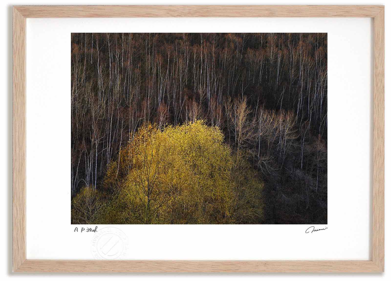 アートフォト 絵画 ねこやなぎ20 高橋真澄/インテリア 額入り 額装込 風景画 油絵 ポスター アート アートパネル リビング 玄関 プレゼント モダン アートフレーム 飾る おしゃれ 壁掛け 絵|絵画・壁飾り 風景専門店あゆわら