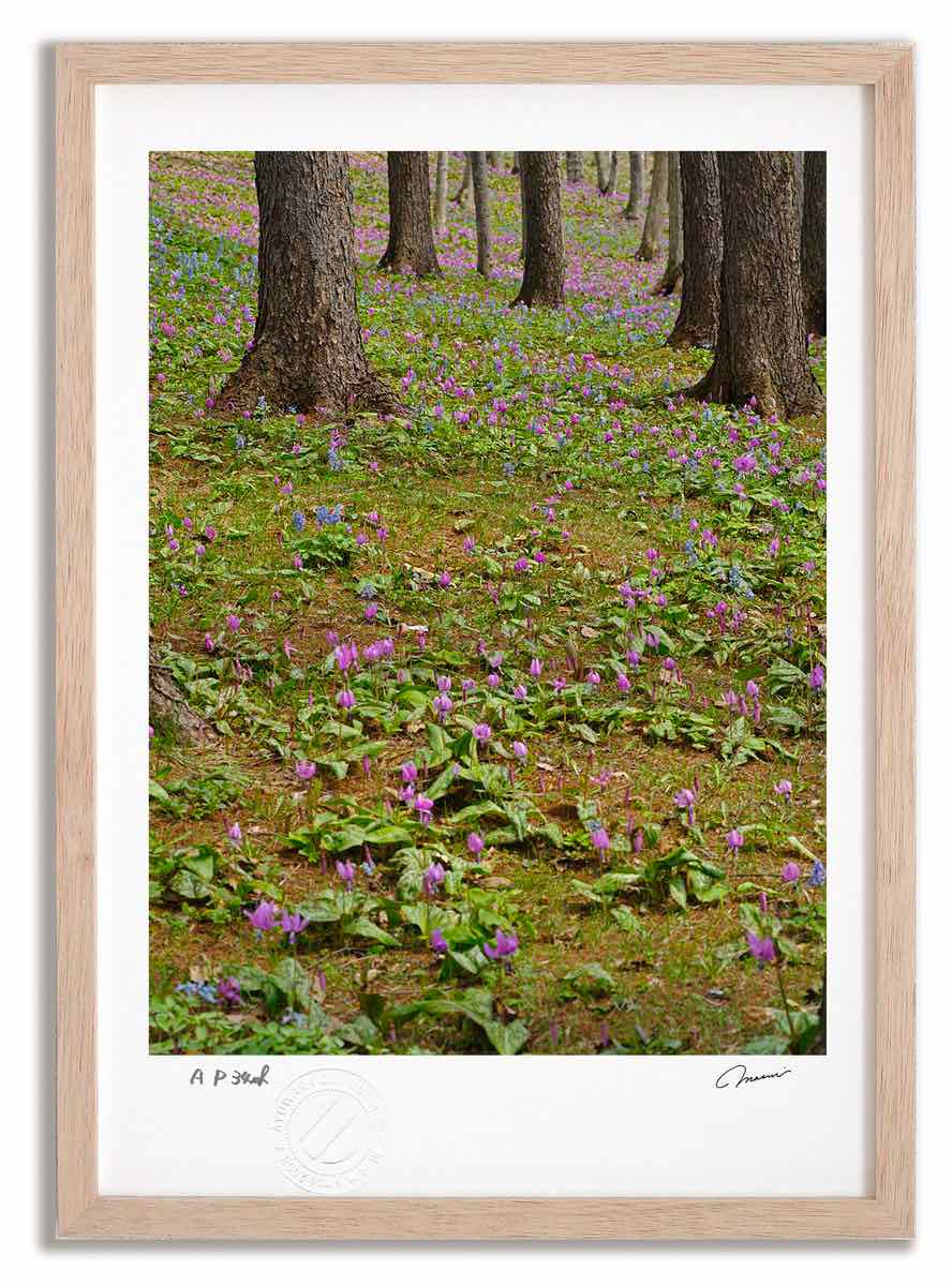 アートフォト 絵画 カタクリ4 高橋真澄/インテリア 額入り 額装込 風景画 油絵 ポスター アート アートパネル リビング 玄関 プレゼント モダン アートフレーム 飾る おしゃれ 壁掛け 絵|絵画・壁飾り 風景専門店あゆわら