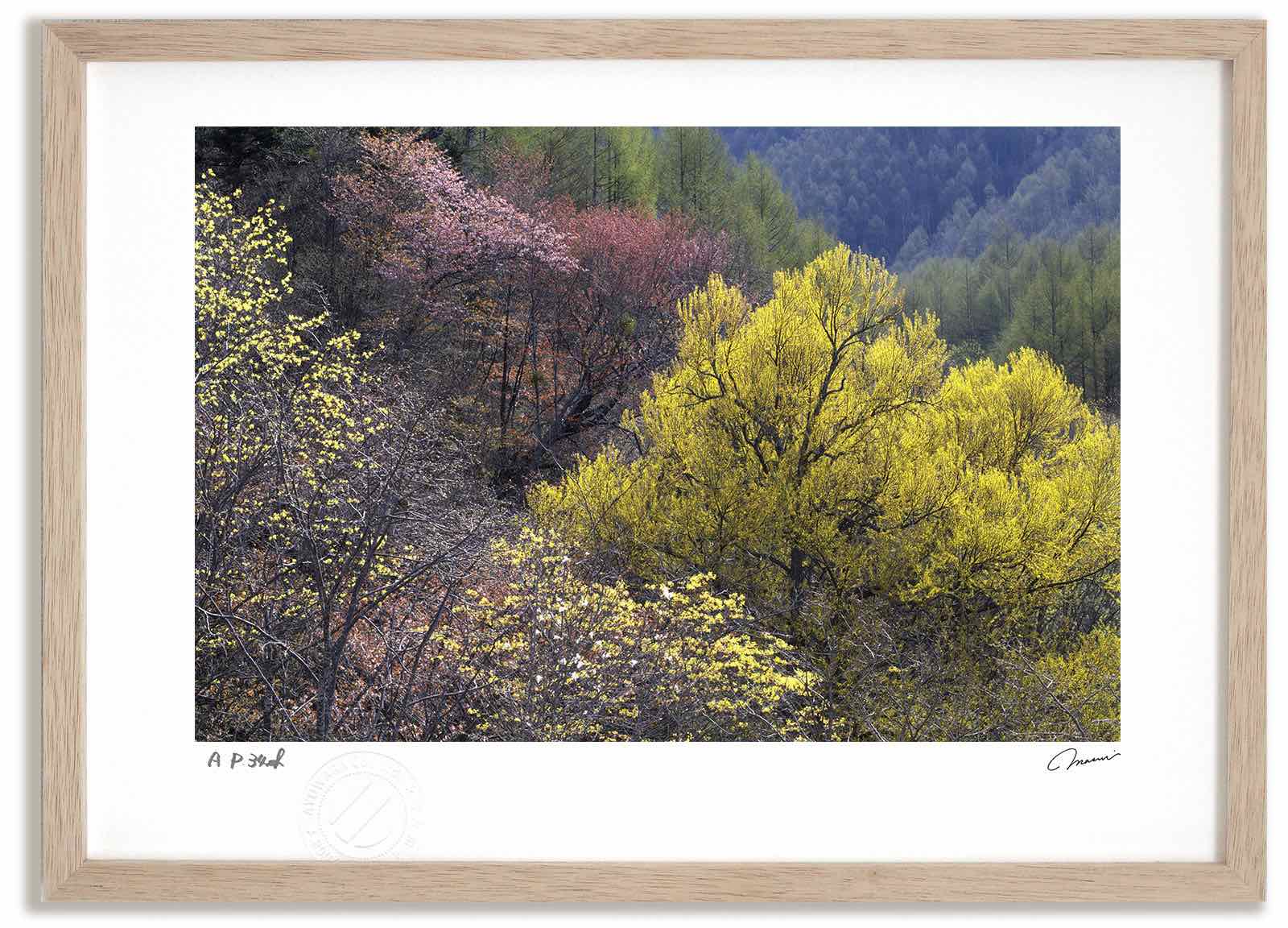 アートフォト 絵画 桜と新緑2 高橋真澄/インテリア 額入り 額装込 風景画 油絵 ポスター アート アートパネル リビング 玄関 プレゼント モダン アートフレーム 飾る おしゃれ 壁掛け 絵｜絵画・壁飾り　風景専門店あゆわら