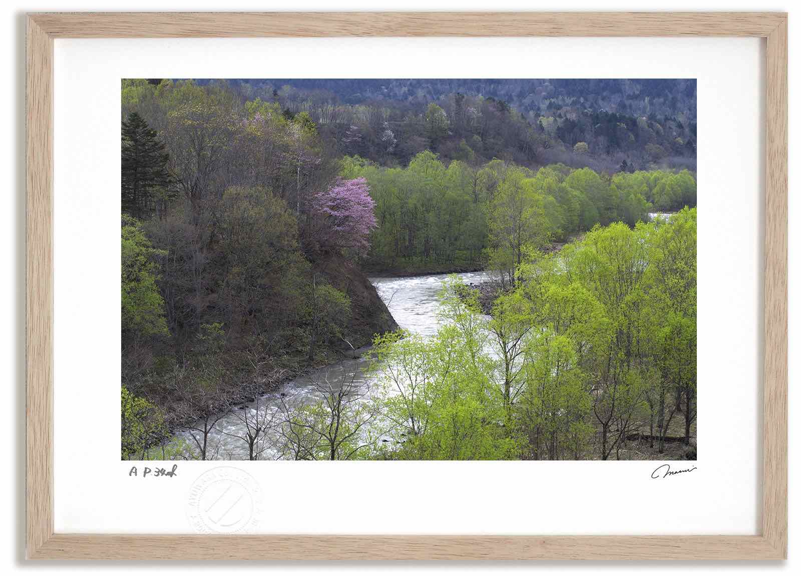 アートフォト 絵画 新緑と桜4/芦別市 高橋真澄/インテリア 額入り 額装込 風景画 油絵 ポスター アート アートパネル リビング 玄関 プレゼント モダン アートフレーム 飾る おしゃれ 壁掛け 絵|絵画・壁飾り 風景専門店あゆわら