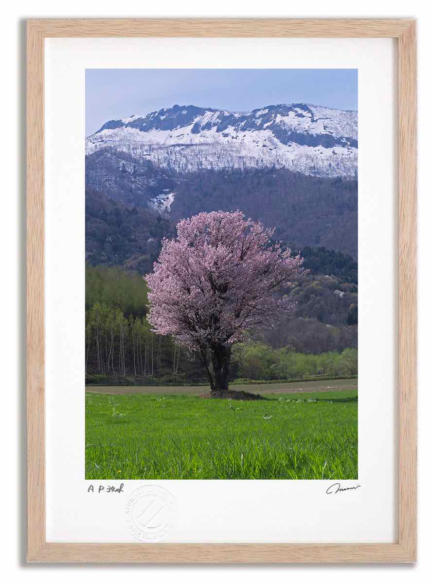 アートフォト 絵画 桜9 高橋真澄/インテリア 額入り 額装込 風景画 油絵 ポスター アート アートパネル リビング 玄関 プレゼント モダン アートフレーム 飾る おしゃれ 壁掛け 絵|絵画・壁飾り 風景専門店あゆわら