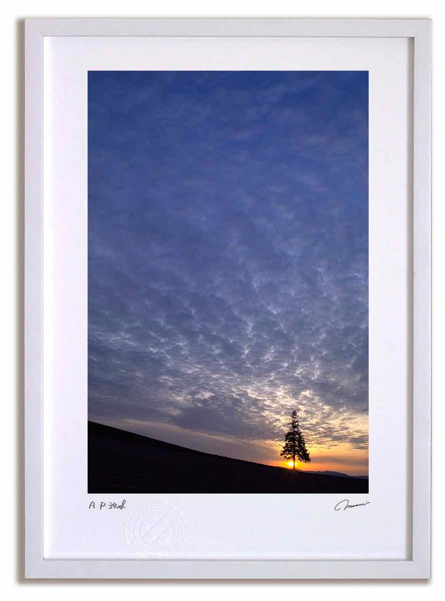 アートフォト 絵画 クリスマスツリーの木の夕日2 高橋真澄/インテリア 額入り 額装込 風景画 油絵 ポスター アート アートパネル リビング 玄関 プレゼント モダン アートフレーム 飾る おしゃれ 壁掛け 絵｜絵画・壁飾り　風景専門店あゆわら