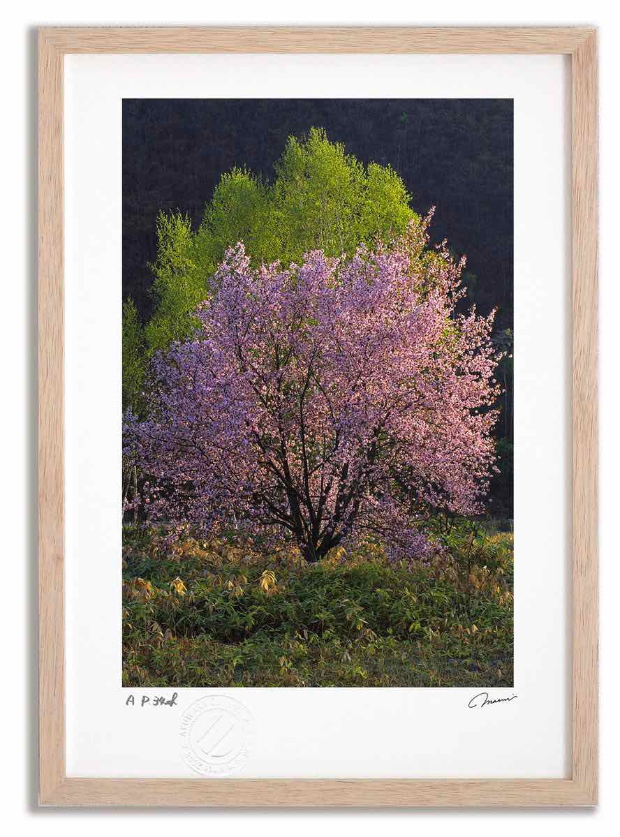 アートフォト 絵画 桜11 高橋真澄/インテリア 額入り 額装込 風景画 油絵 ポスター アート アートパネル リビング 玄関 プレゼント モダン アートフレーム 飾る おしゃれ 壁掛け 絵｜絵画・壁飾り　風景専門店あゆわら