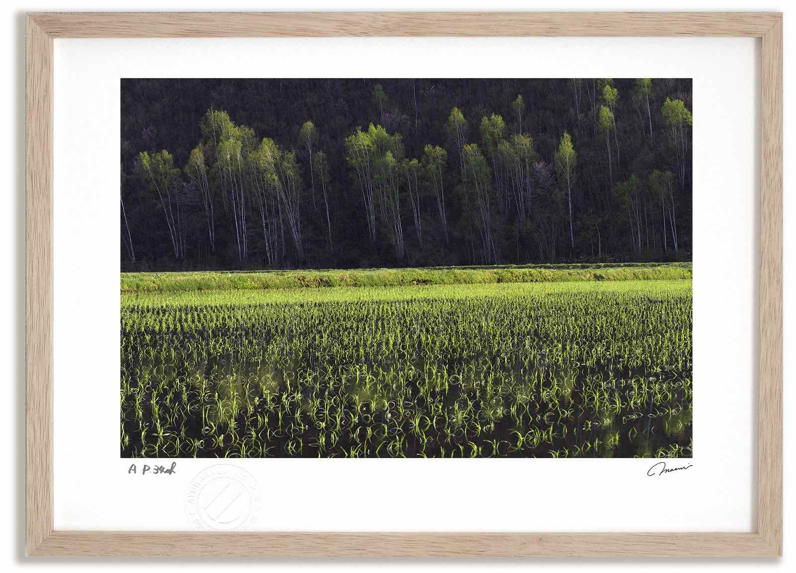 アートフォト 絵画 田んぼに映る桜と新緑 高橋真澄/インテリア 額入り 額装込 風景画 油絵 ポスター アート アートパネル リビング 玄関 プレゼント モダン アートフレーム 飾る おしゃれ 壁掛け 絵｜絵画・壁飾り　風景専門店あゆわら