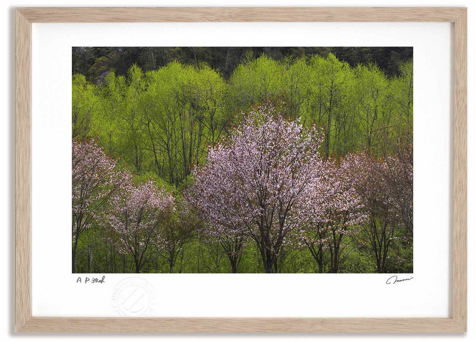 アートフォト 絵画 新緑と桜10 高橋真澄/インテリア 額入り 額装込 風景画 油絵 ポスター アート アートパネル リビング 玄関 プレゼント モダン アートフレーム 飾る おしゃれ 壁掛け 絵|絵画・壁飾り 風景専門店あゆわら
