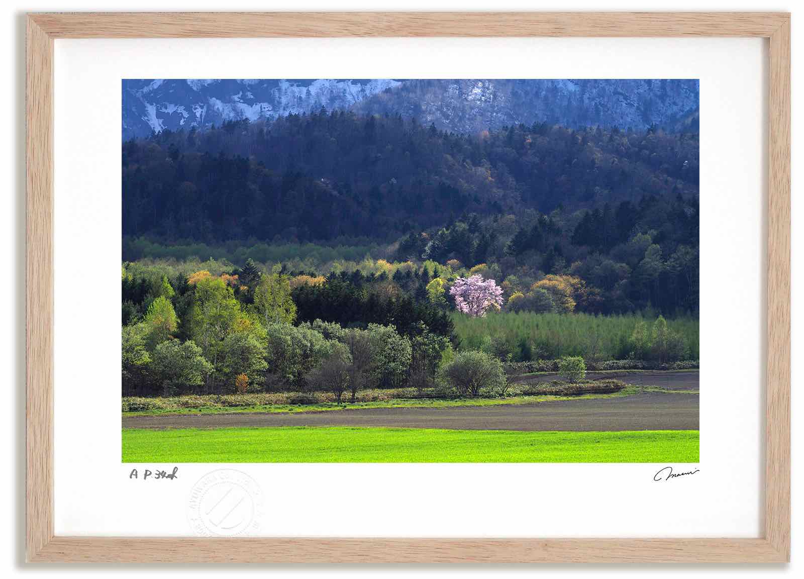 アートフォト 絵画 新緑と桜11 高橋真澄/インテリア 額入り 額装込 風景画 油絵 ポスター アート アートパネル リビング 玄関 プレゼント モダン アートフレーム 飾る おしゃれ 壁掛け 絵|絵画・壁飾り 風景専門店あゆわら