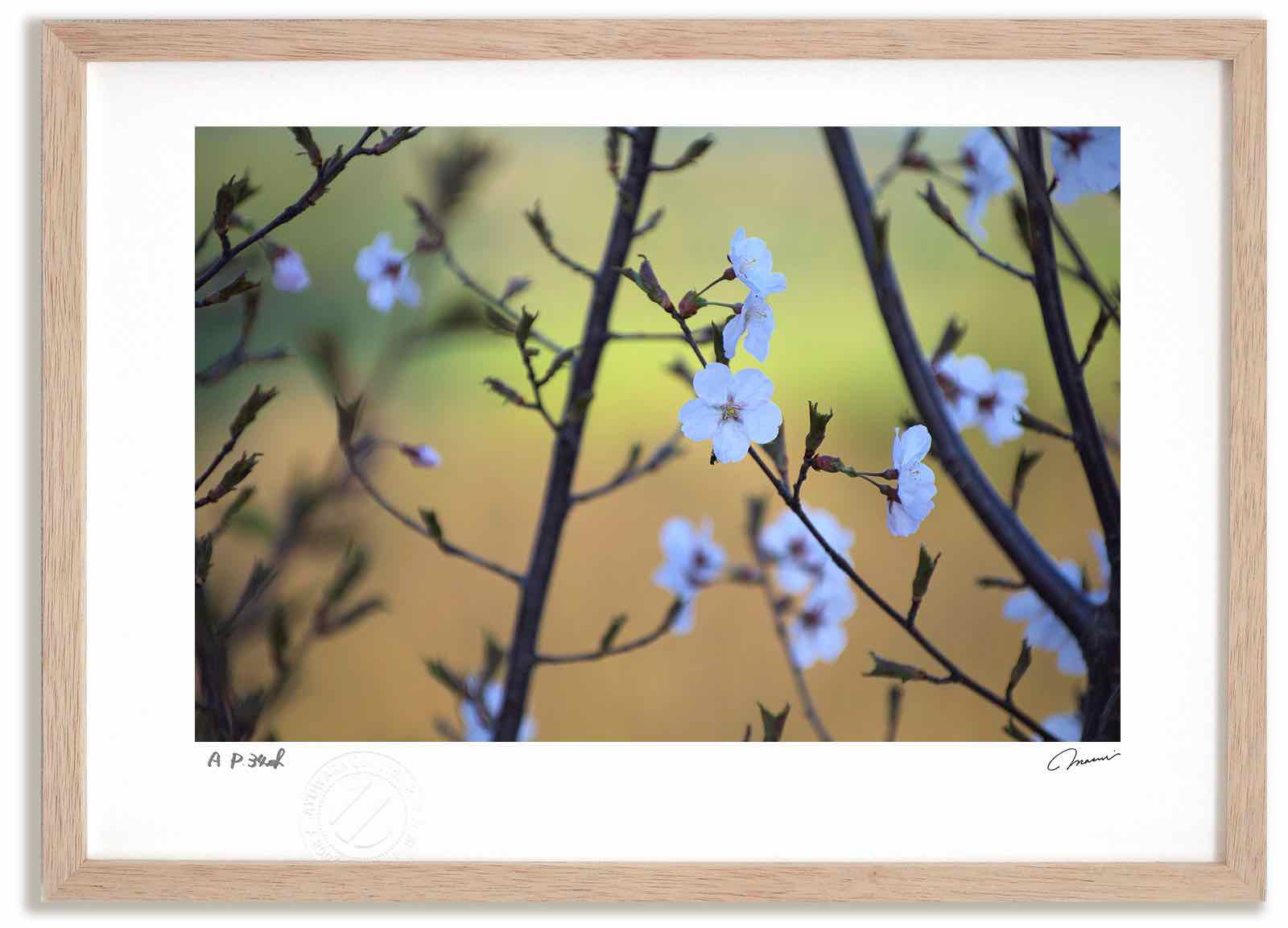 アートフォト 絵画 桜12 高橋真澄/インテリア 額入り 額装込 風景画 油絵 ポスター アート アートパネル リビング 玄関 プレゼント モダン アートフレーム 飾る おしゃれ 壁掛け 絵|絵画・壁飾り 風景専門店あゆわら