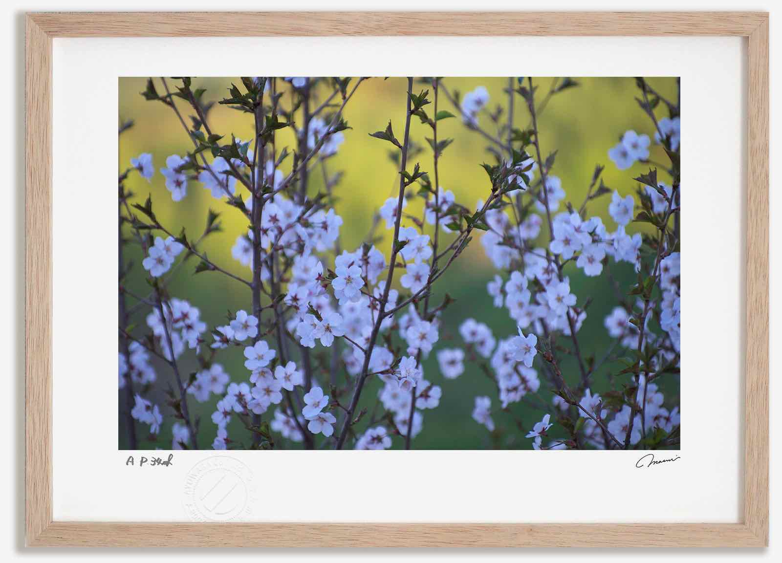アートフォト 絵画 桜13 高橋真澄/インテリア 額入り 額装込 風景画 油絵 ポスター アート アートパネル リビング 玄関 プレゼント モダン アートフレーム 飾る おしゃれ 壁掛け 絵|絵画・壁飾り 風景専門店あゆわら