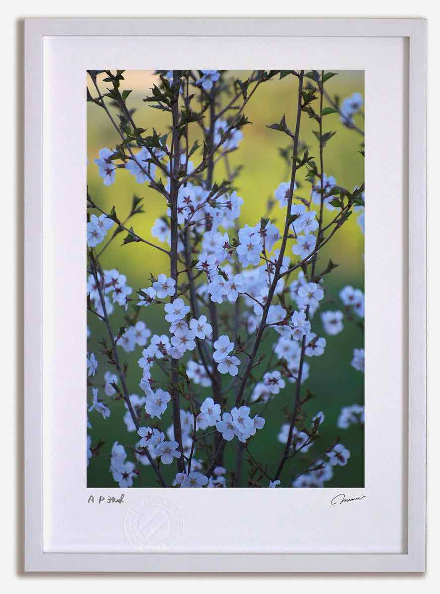 アートフォト 絵画 桜14 高橋真澄/インテリア 額入り 額装込 風景画 油絵 ポスター アート アートパネル リビング 玄関 プレゼント モダン アートフレーム 飾る おしゃれ 壁掛け 絵｜絵画・壁飾り　風景専門店あゆわら
