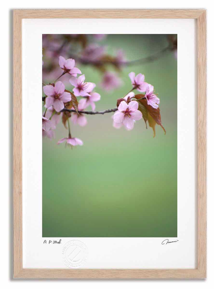 アートフォト 絵画 桜16 高橋真澄/インテリア 額入り 額装込 風景画 油絵 ポスター アート アートパネル リビング 玄関 プレゼント モダン アートフレーム 飾る おしゃれ 壁掛け 絵