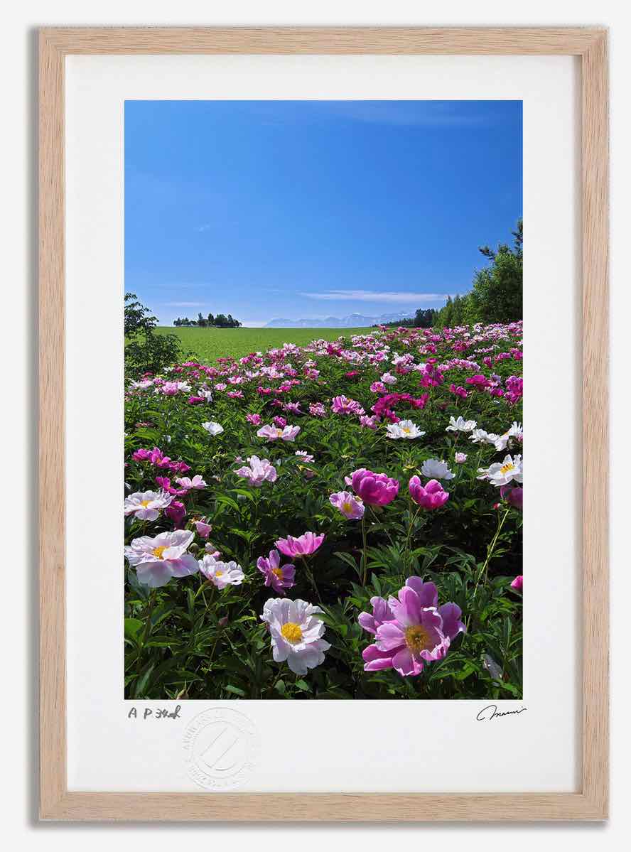 アートフォト 絵画 シャクヤクの花1 高橋真澄/インテリア 額入り 額装込 風景画 油絵 ポスター アート アートパネル リビング 玄関 プレゼント モダン アートフレーム 飾る おしゃれ 壁掛け 絵｜絵画・壁飾り　風景専門店あゆわら