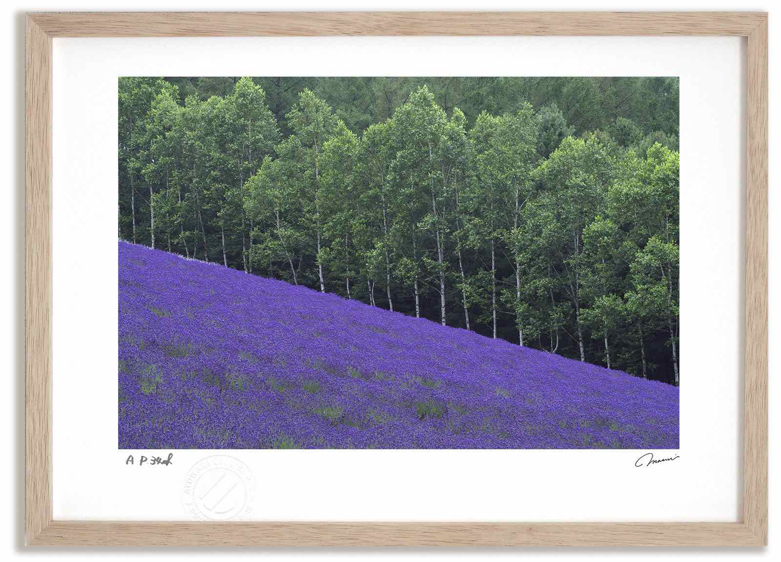 アートフォト 絵画 ラベンダー6/中富良野町 高橋真澄/インテリア 額入り 額装込 風景画 油絵 ポスター アート アートパネル リビング 玄関 プレゼント モダン アートフレーム 飾る おしゃれ 壁掛け 絵