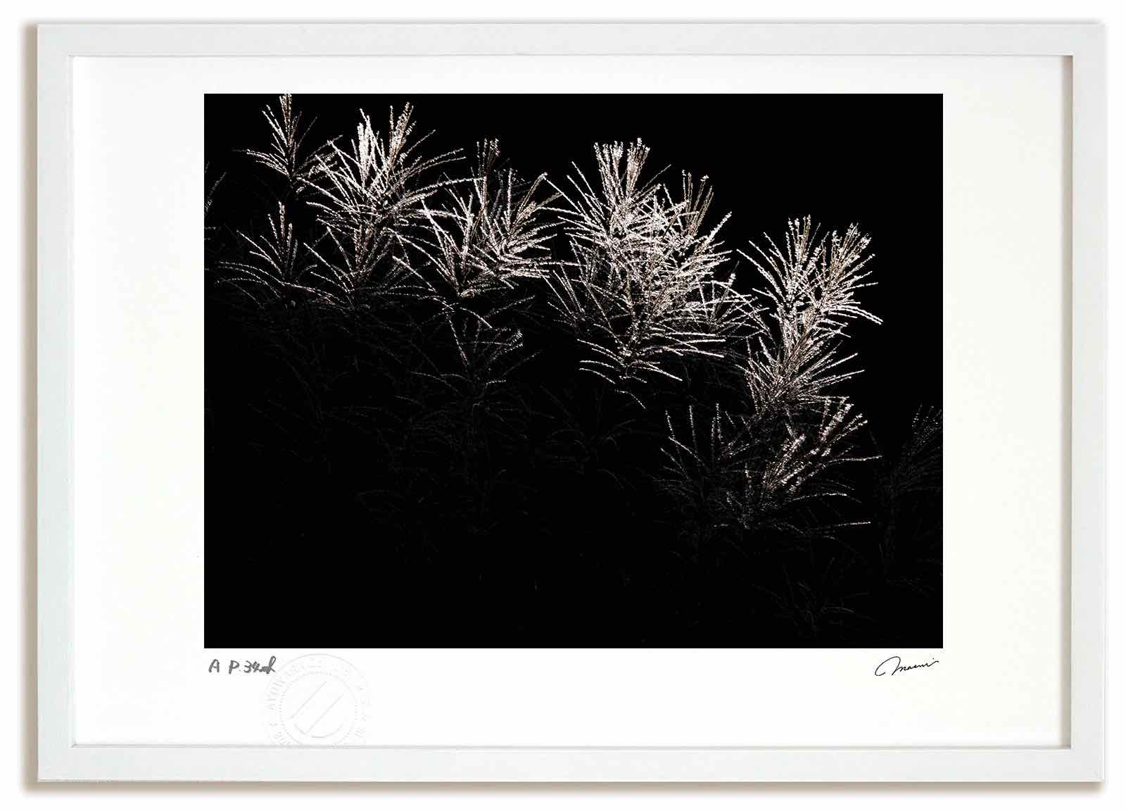 アートフォト 絵画 すすき3 高橋真澄/インテリア 額入り 額装込 風景画 油絵 ポスター アート アートパネル リビング 玄関 プレゼント モダン アートフレーム 飾る おしゃれ 壁掛け 絵｜絵画・壁飾り　風景専門店あゆわら