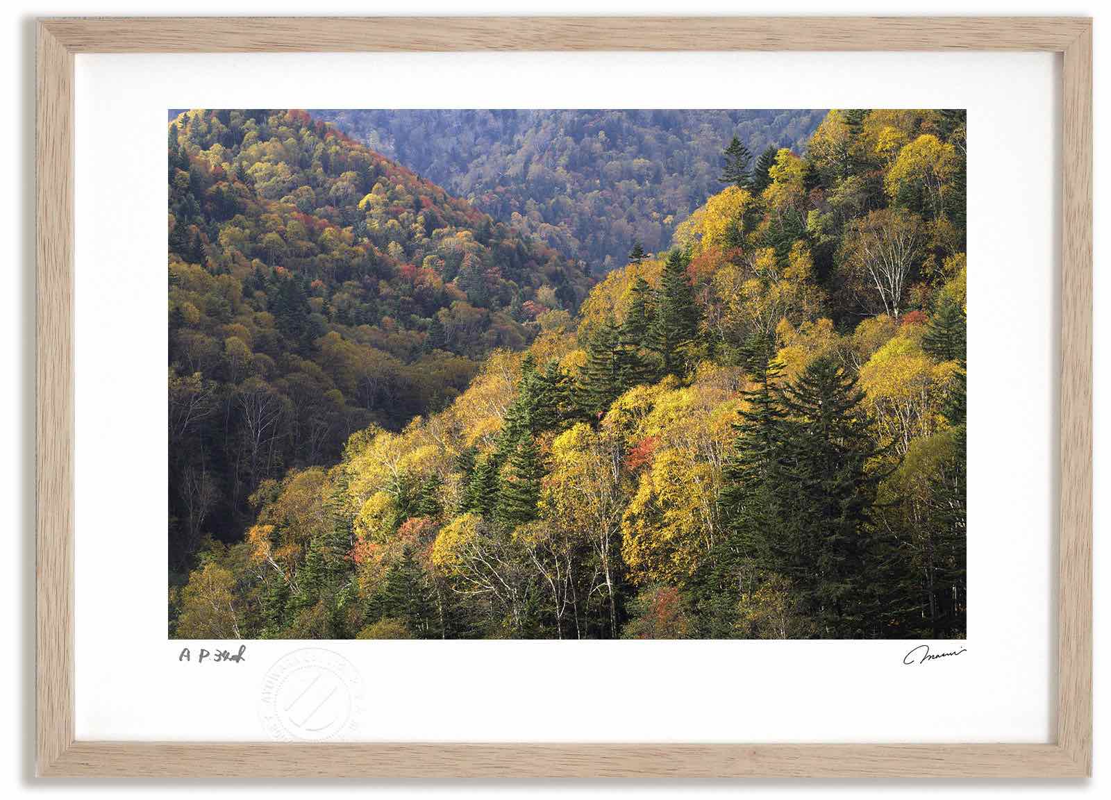 アートフォト 絵画 紅葉の大雪山2 高橋真澄/インテリア 額入り 額装込 風景画 油絵 ポスター アート アートパネル リビング 玄関 プレゼント モダン アートフレーム 飾る おしゃれ 壁掛け 絵