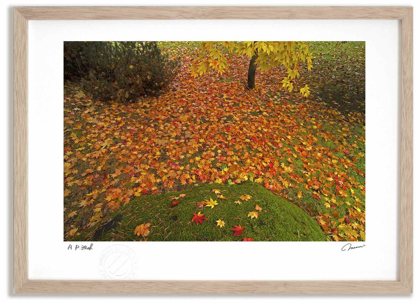 アートフォト 絵画 紅葉34 高橋真澄/インテリア 額入り 額装込 風景画 油絵 ポスター アート アートパネル リビング 玄関 プレゼント モダン アートフレーム 飾る おしゃれ 壁掛け 絵|絵画・壁飾り 風景専門店あゆわら