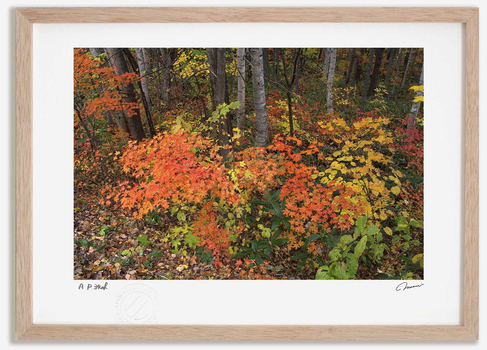 アートフォト 絵画 紅葉40 高橋真澄/インテリア 額入り 額装込 風景画 油絵 ポスター アート アートパネル リビング 玄関 プレゼント モダン アートフレーム 飾る おしゃれ 壁掛け 絵|絵画・壁飾り 風景専門店あゆわら
