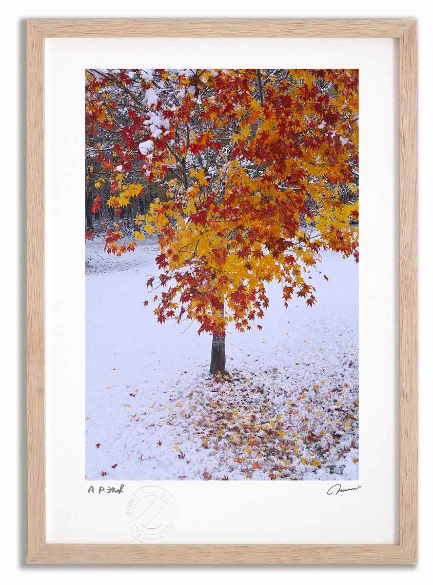 アートフォト 絵画 初雪と紅葉2 高橋真澄/インテリア 額入り 額装込 風景画 油絵 ポスター アート アートパネル リビング 玄関 プレゼント モダン アートフレーム 飾る おしゃれ 壁掛け 絵｜絵画・壁飾り　風景専門店あゆわら