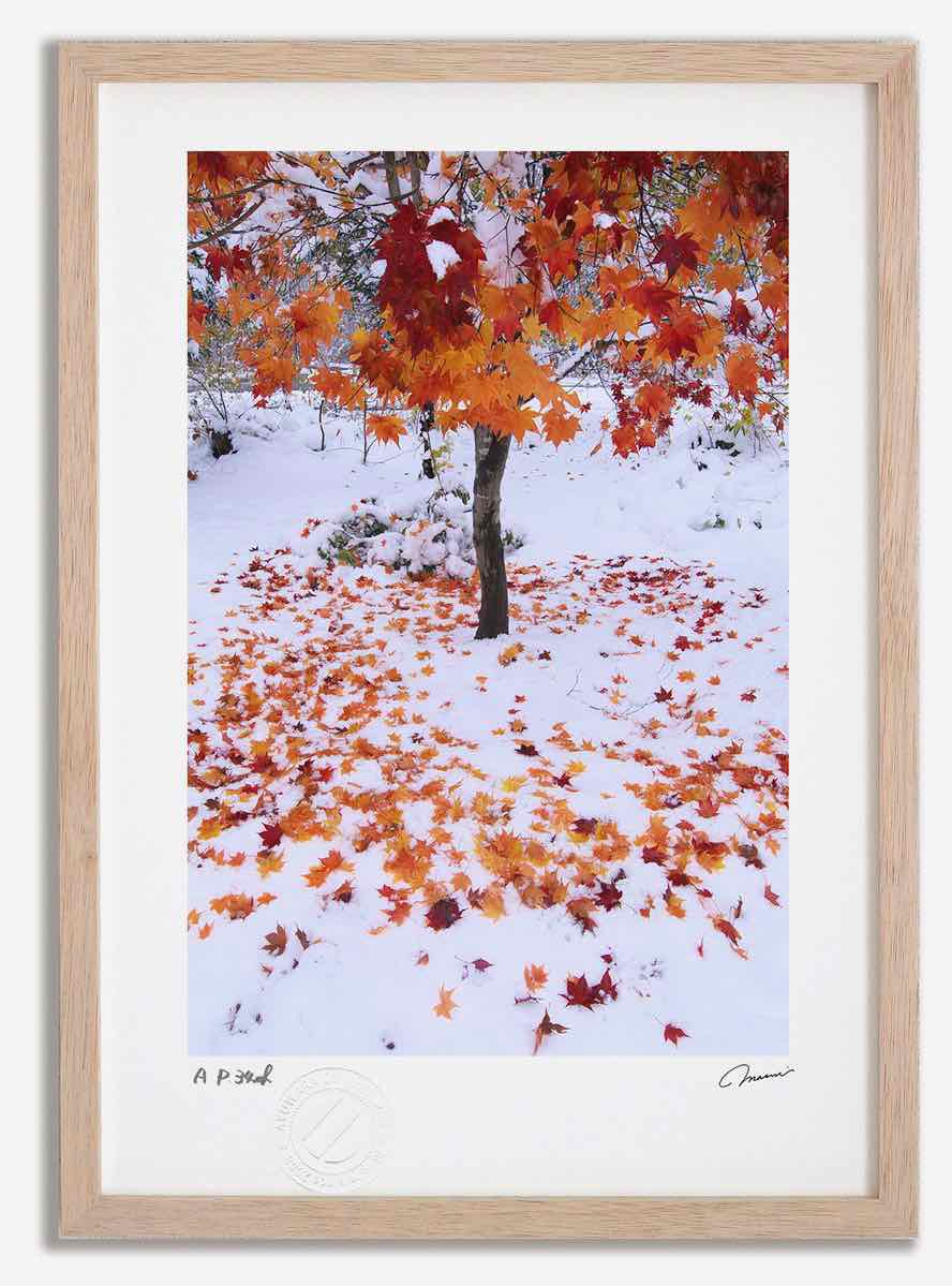 アートフォト 絵画 新雪と紅葉3 高橋真澄/インテリア 額入り 額装込 風景画 油絵 ポスター アート アートパネル リビング 玄関 プレゼント モダン アートフレーム 飾る おしゃれ 壁掛け 絵|絵画・壁飾り 風景専門店あゆわら